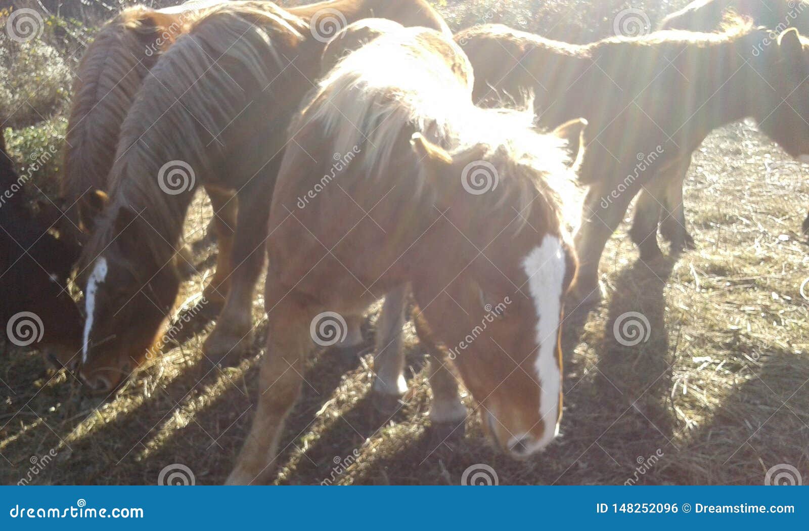 Horses eating stock photo. Image of animals, mountain 148252096