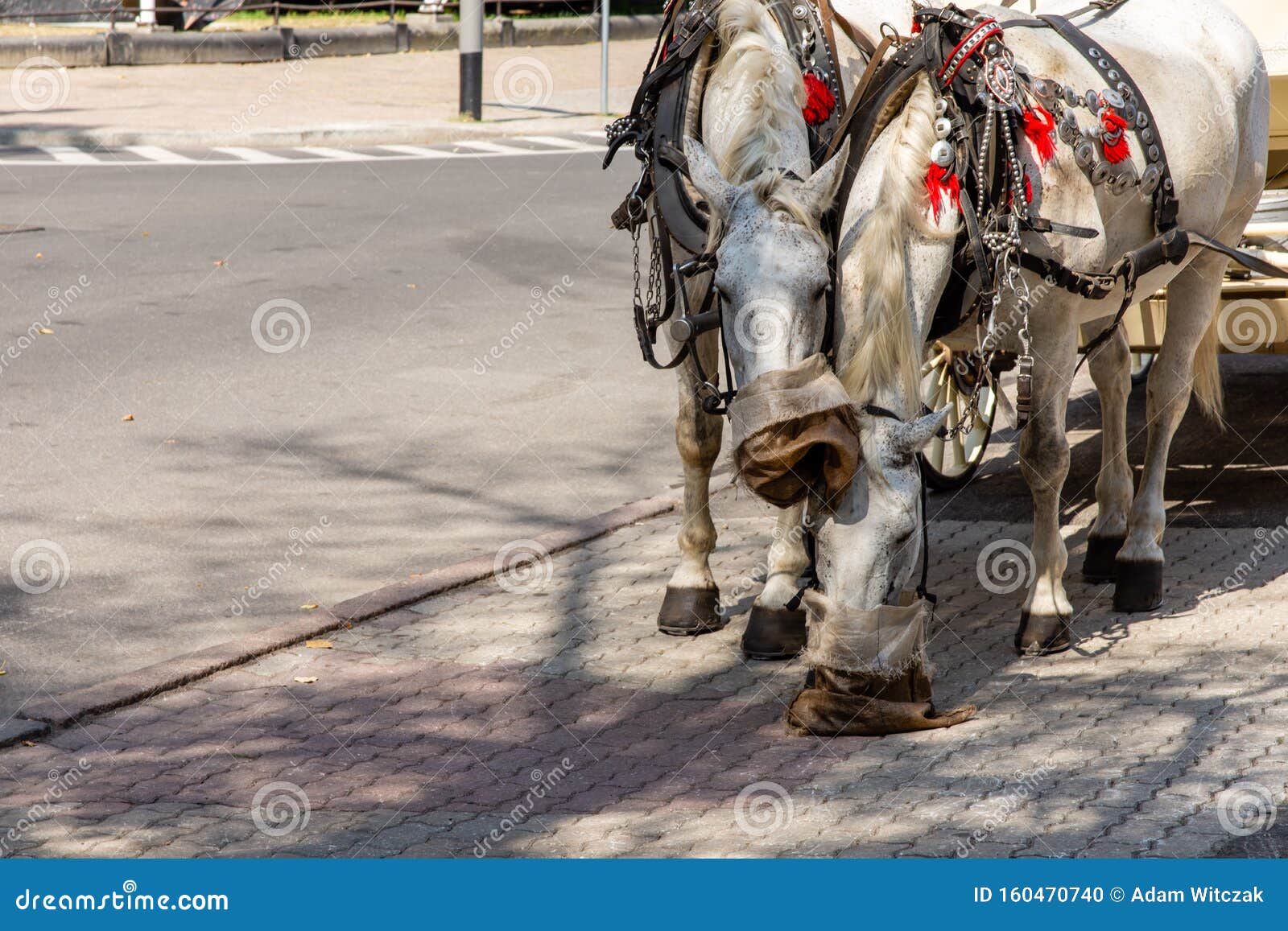 Horses Eating from a Sack. Szczecin Stock Photo Image of cart, street 160470740