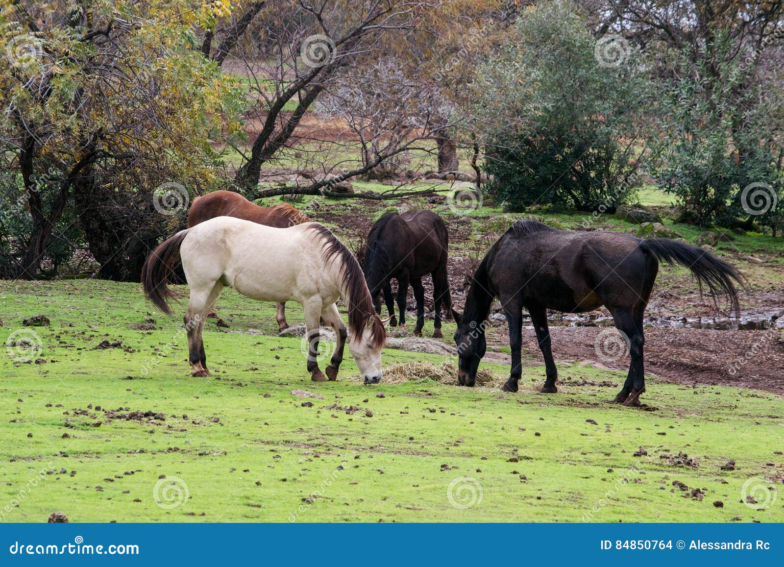 Horses eating together stock photo. Image of ground, mammal - 84850764