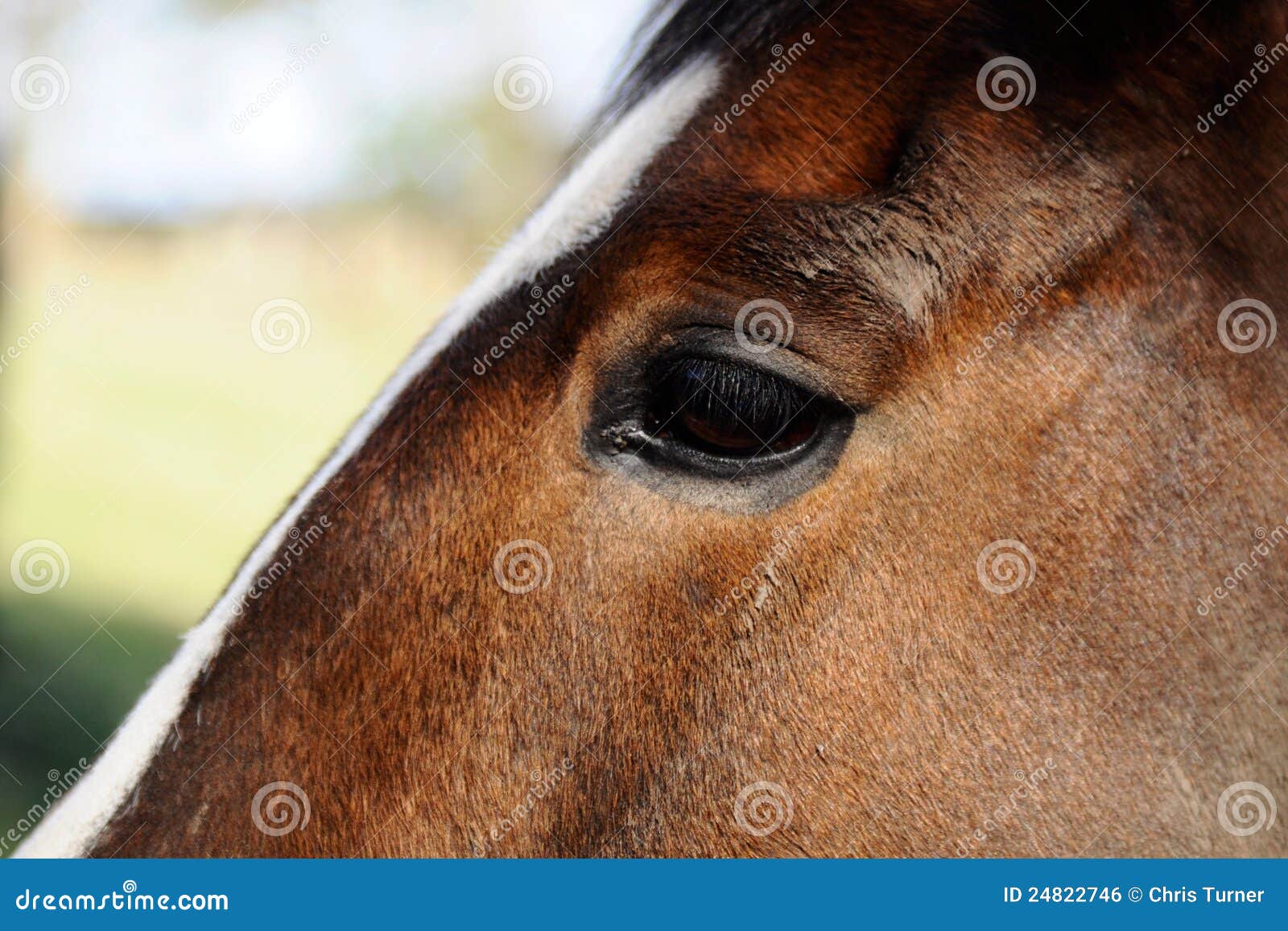 Horses Eye stock photo. Image of horses, rider, ponies 24822746