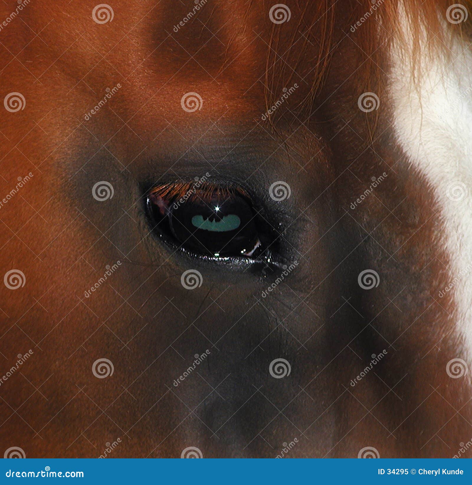 Horses Eye stock image. Image of quiet, peaceful, horse 34295