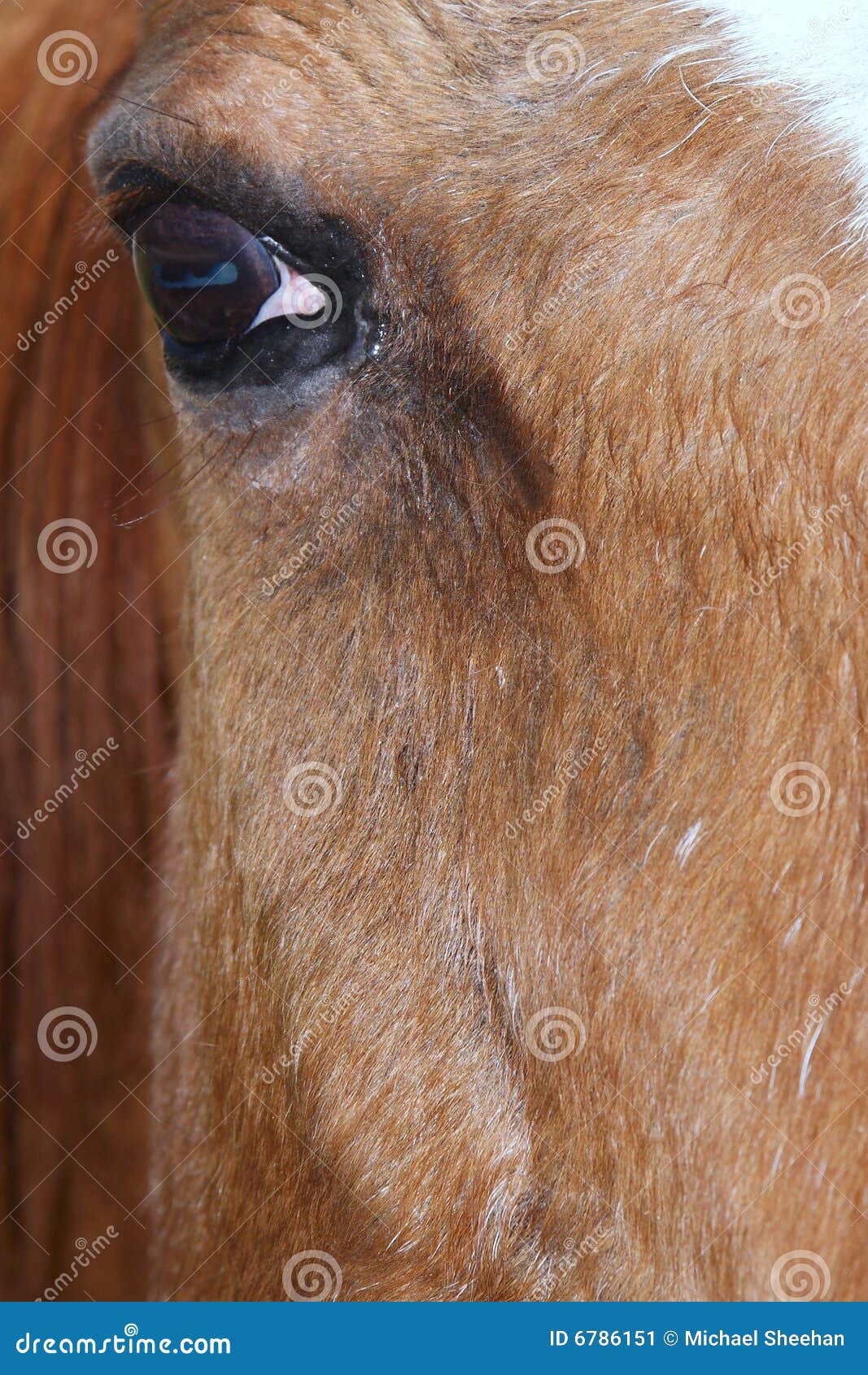 Horses eye stock image. Image of horses, groomed, horse 6786151