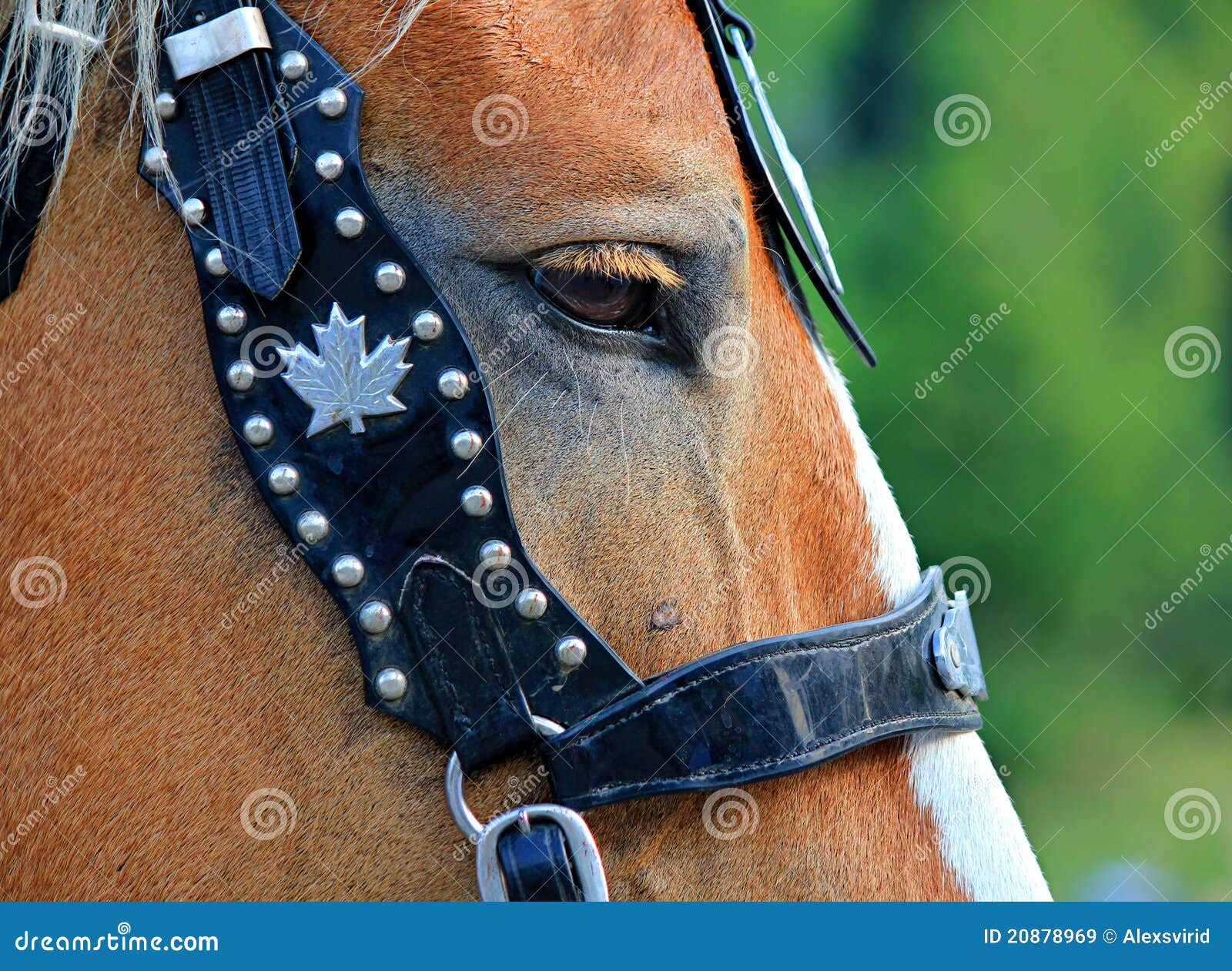 Horses eye with bridle stock image. Image of bridle, bucolic 20878969