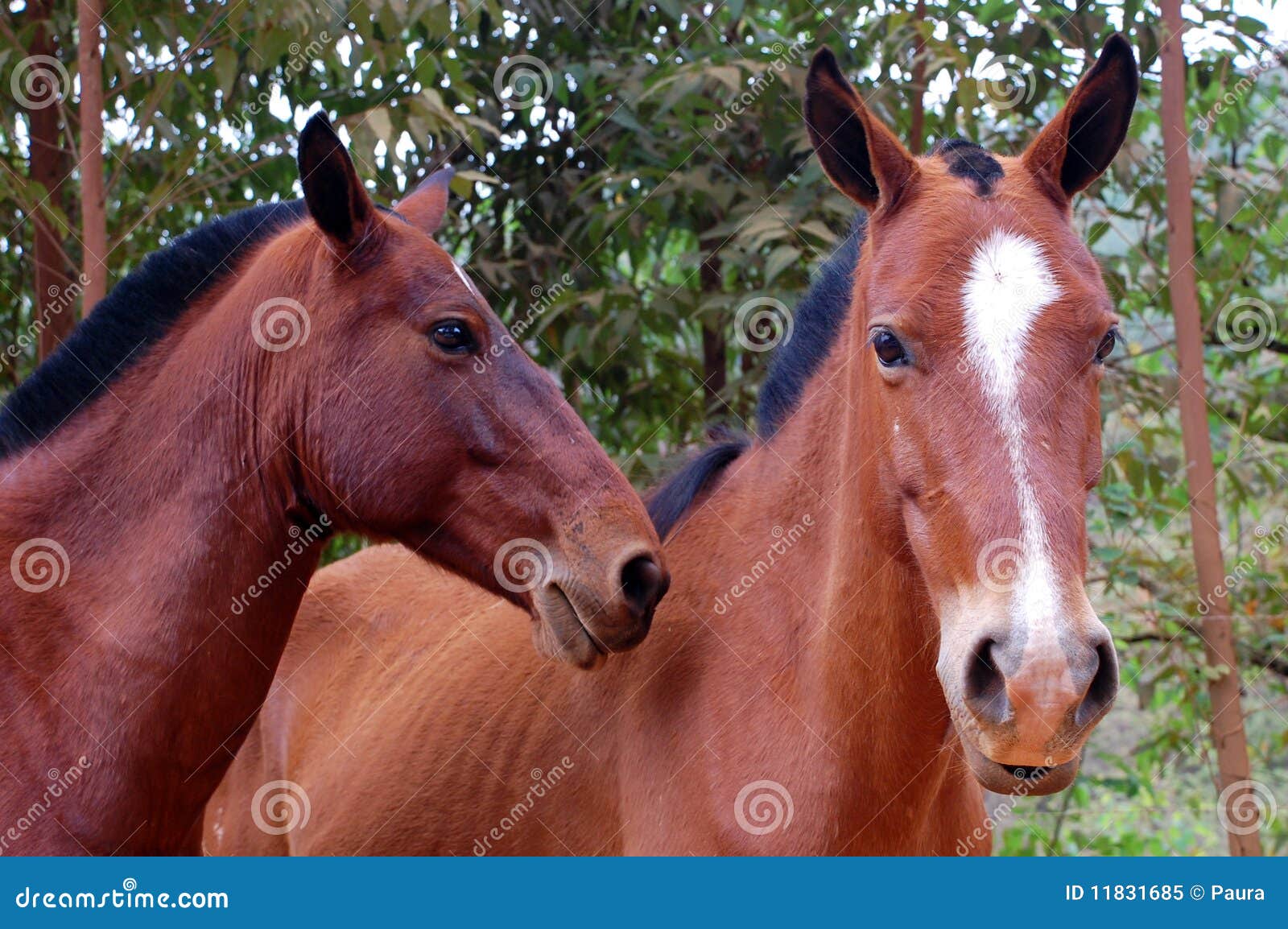 horses faces