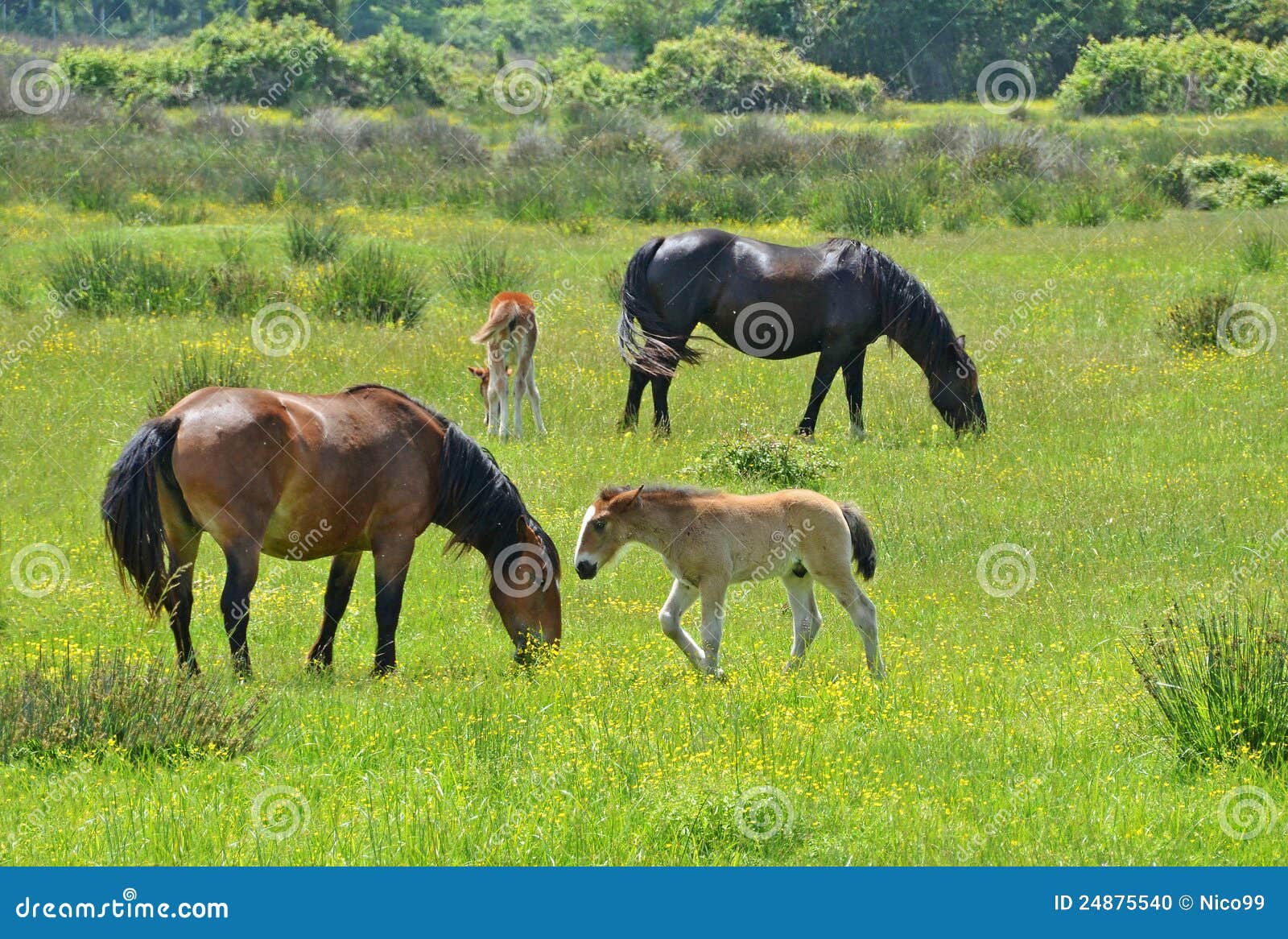 horses family in springtime