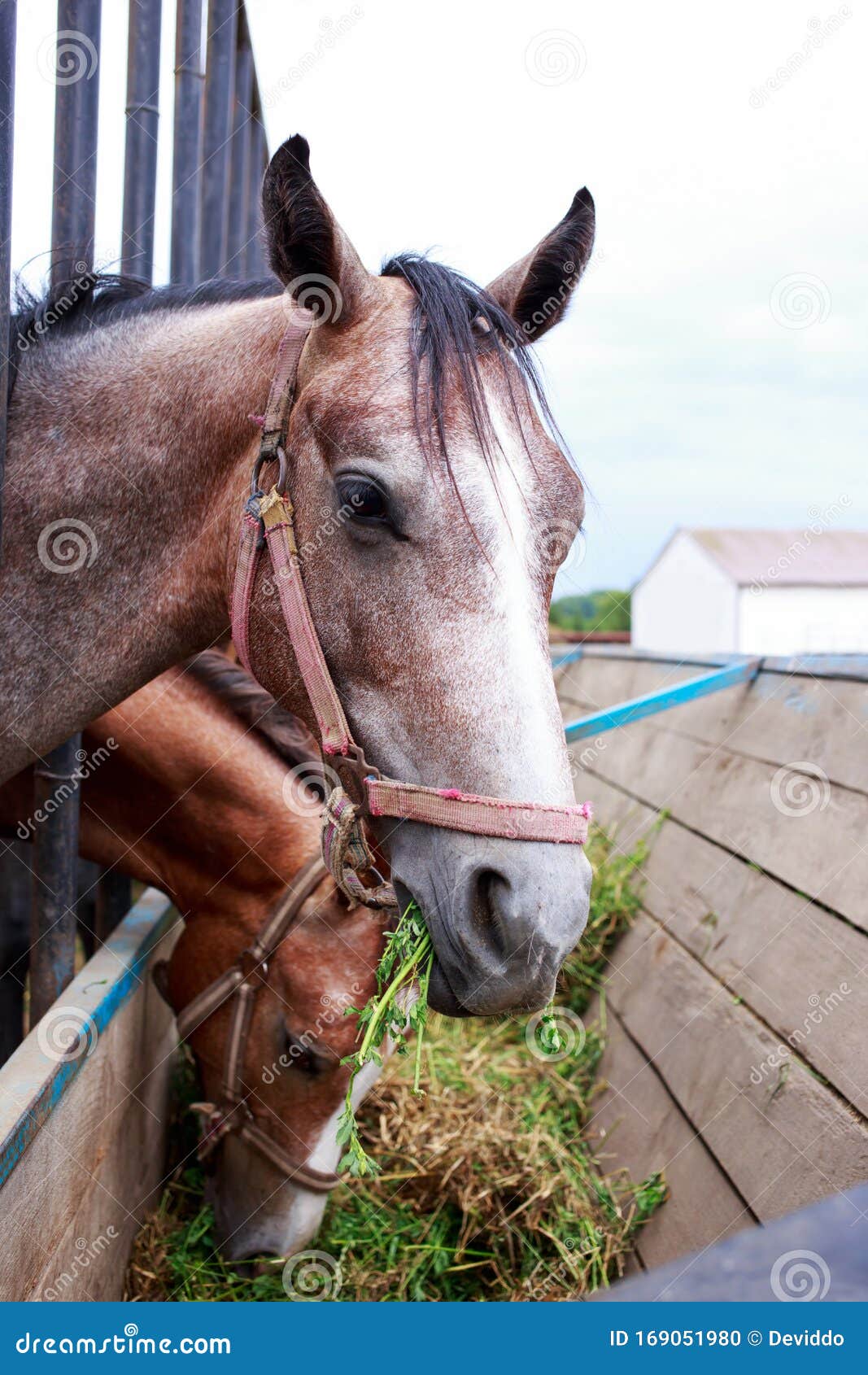 Horses on the farm stock photo. Image of face, clover 169051980