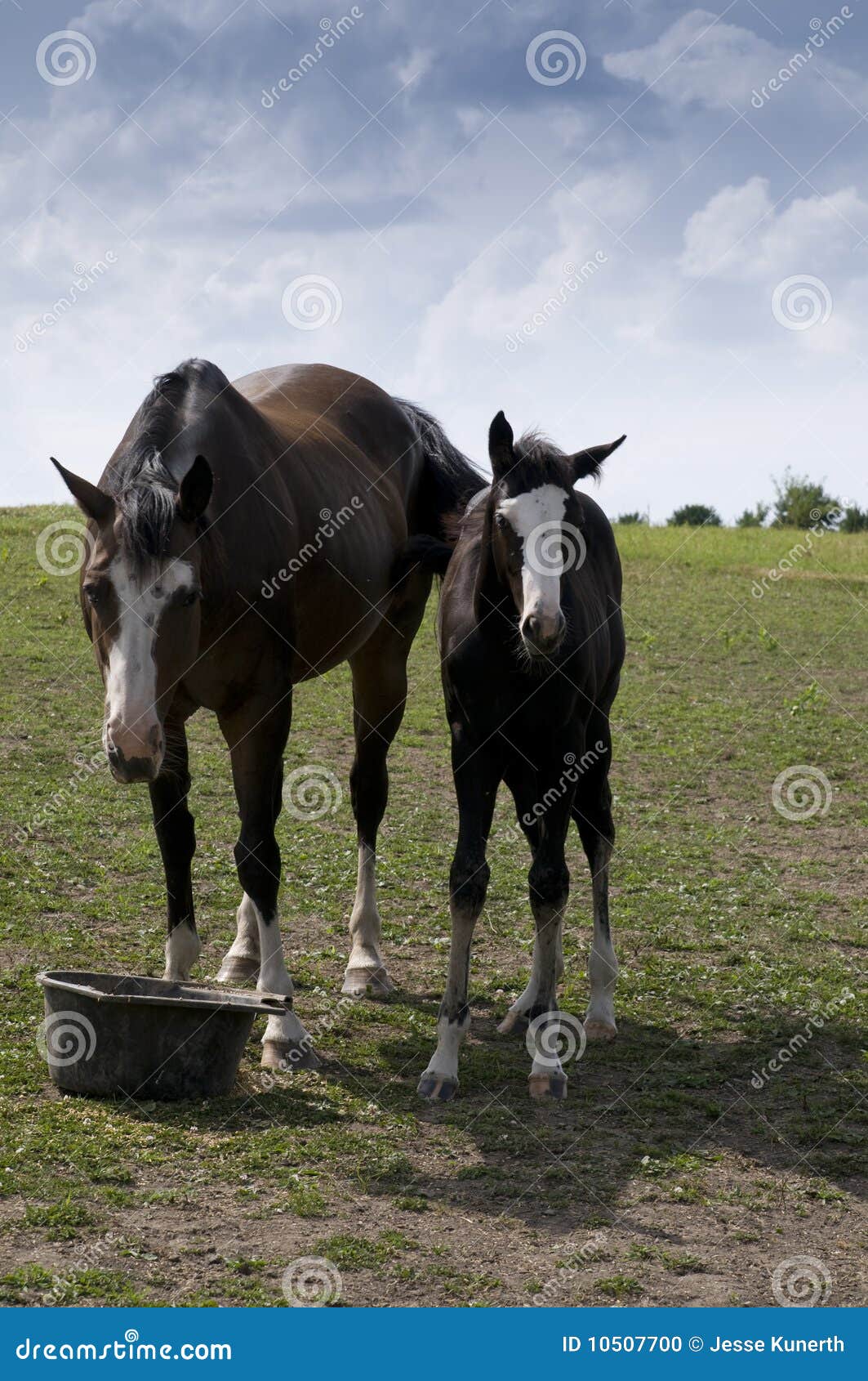 Horses on Farm in Iowa. stock photo. Image of eating 10507700