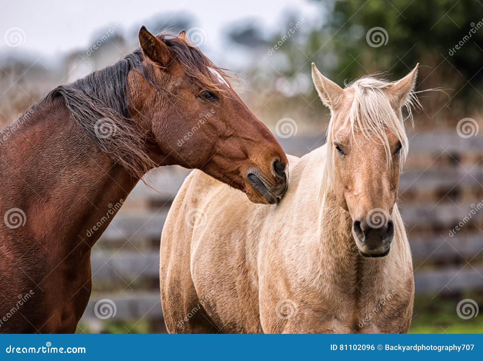 horses at a farm in northern californa