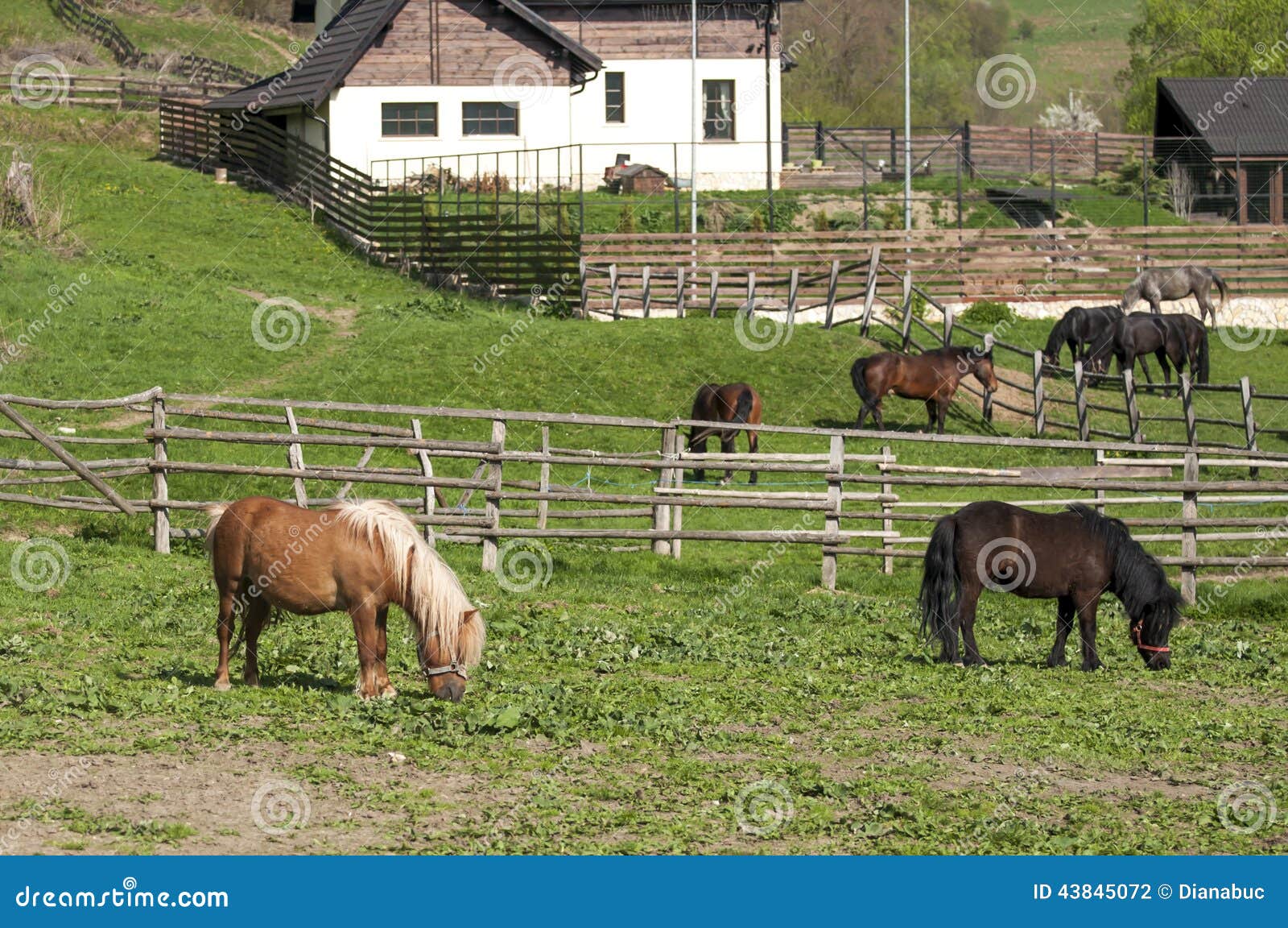 Horses farm stock photo. Image of playing, beautiful 43845072