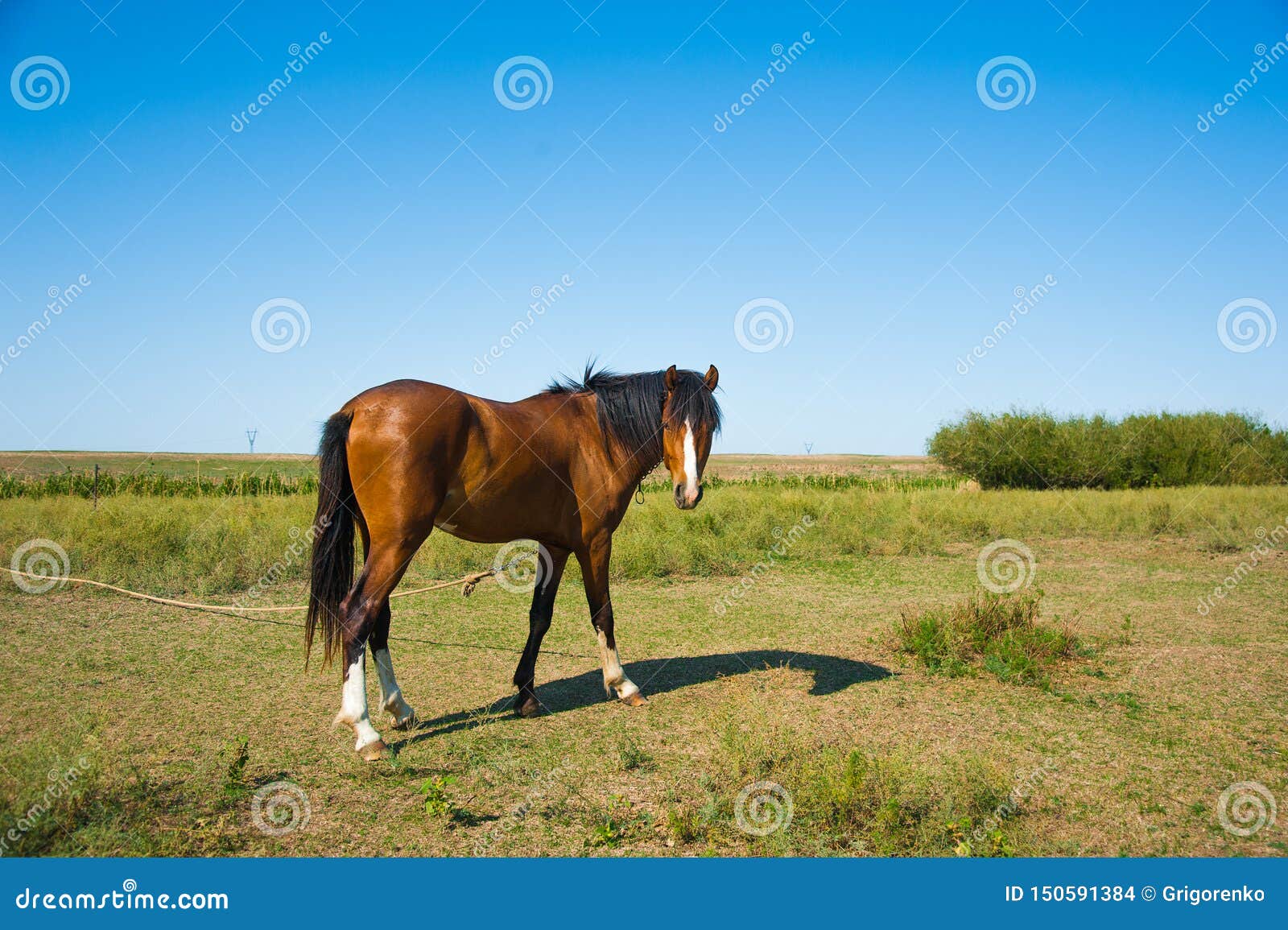 Horses on the Farm in Summer Stock Photo Image of equine, stallion
