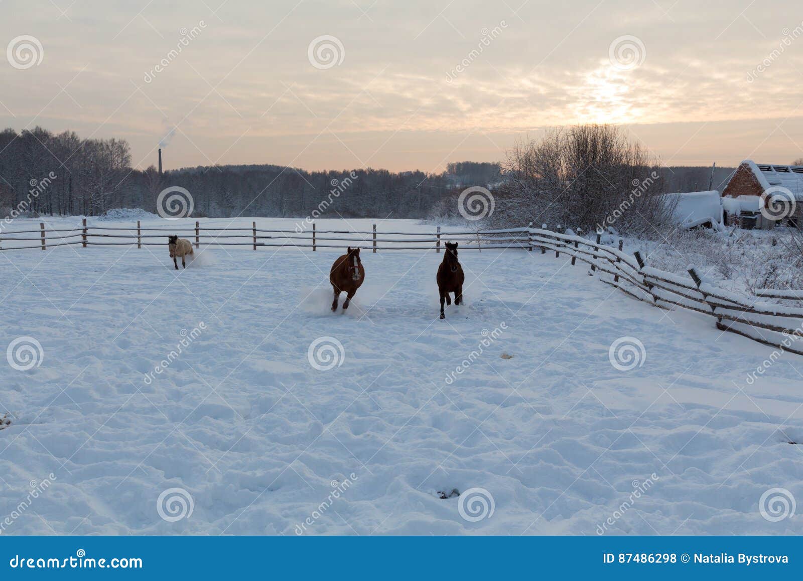 Horses at the Farm at Sunset Stock Photo Image of house, fence 87486298