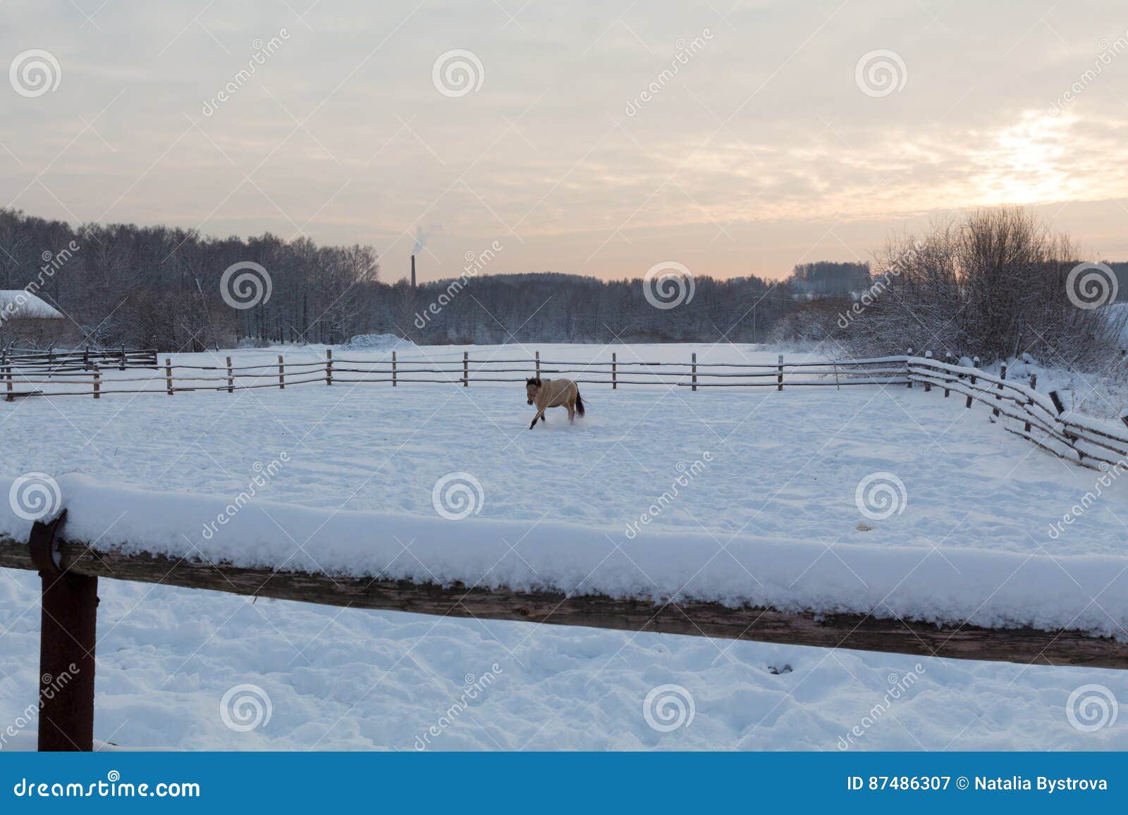 Horses at the Farm at Sunset Stock Image Image of scenic, agriculture