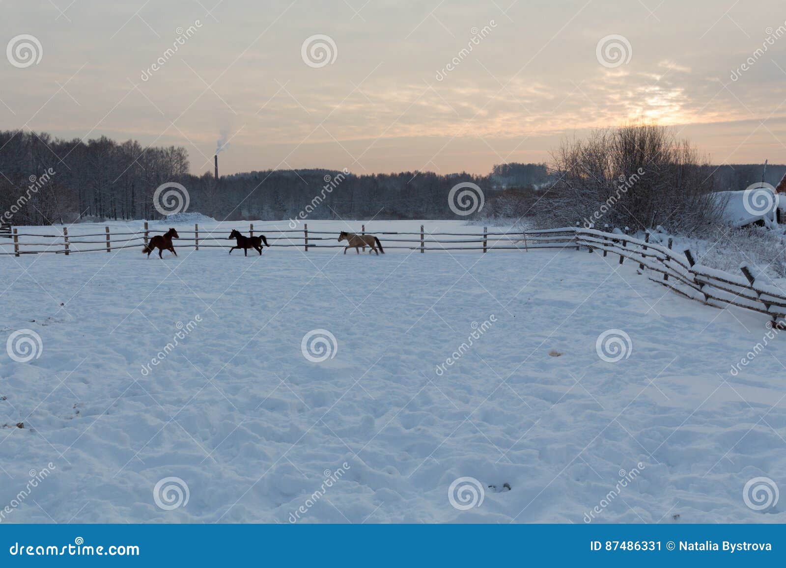 Horses at the Farm at Sunset Stock Image Image of december, barn
