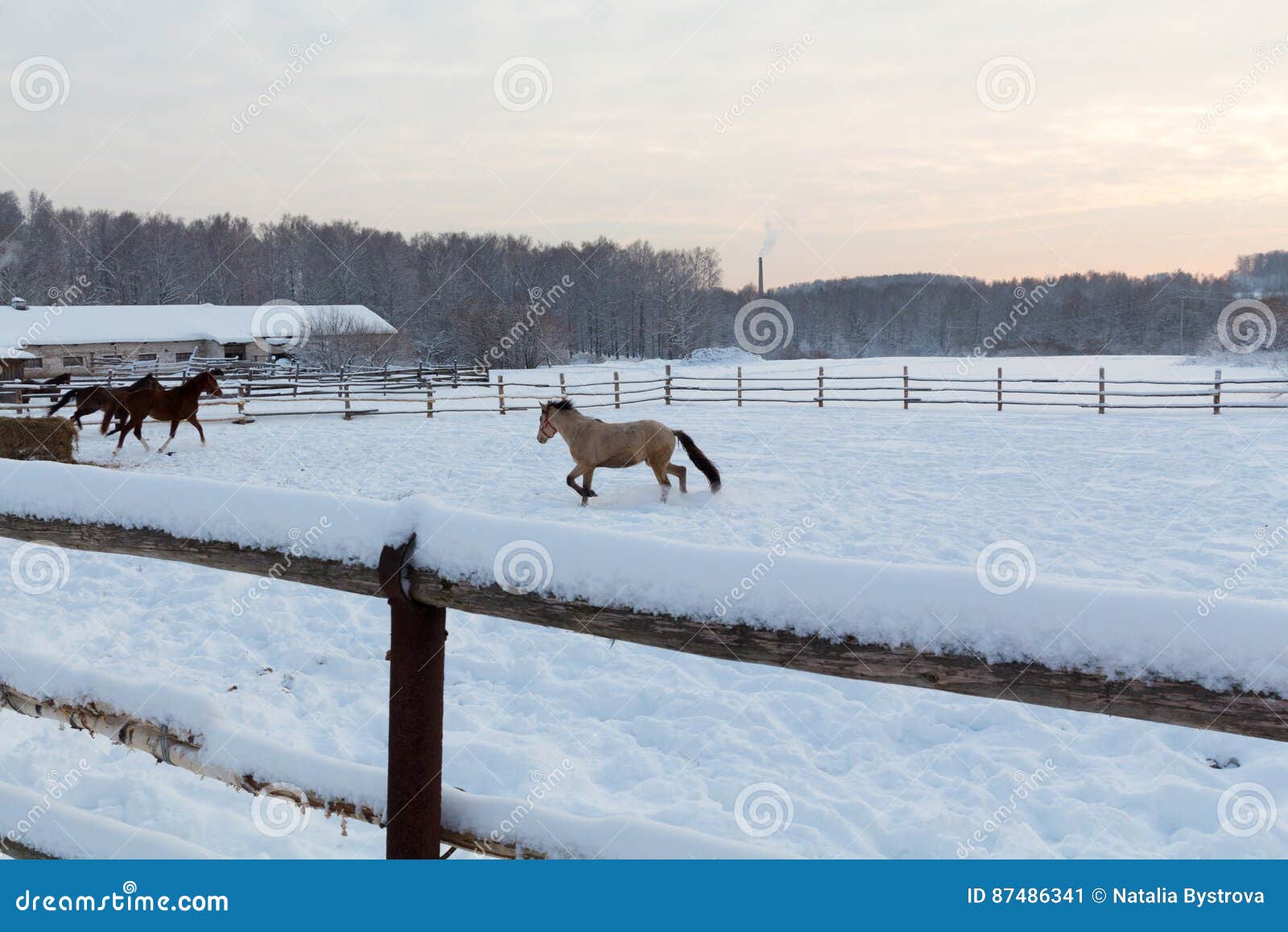 Horses at the Farm at Sunset Stock Image Image of landscape, night