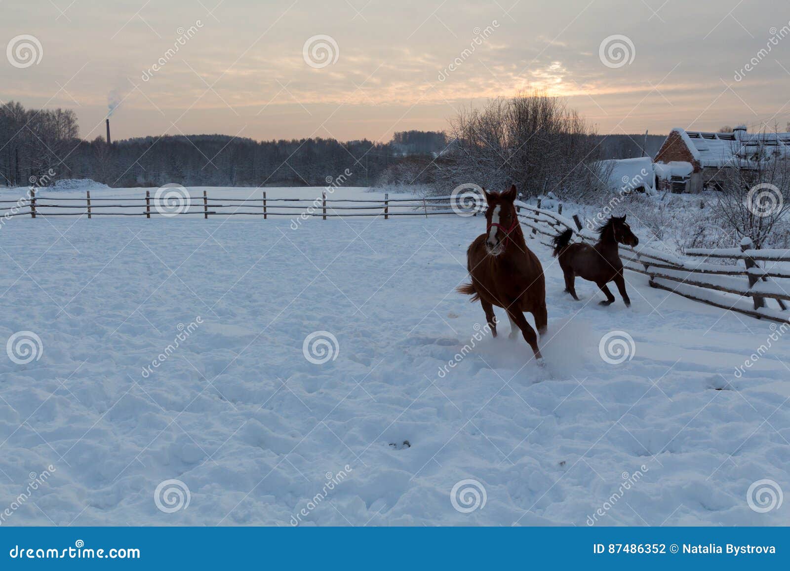 Horses at the Farm at Sunset Stock Photo Image of evening, blue 87486352