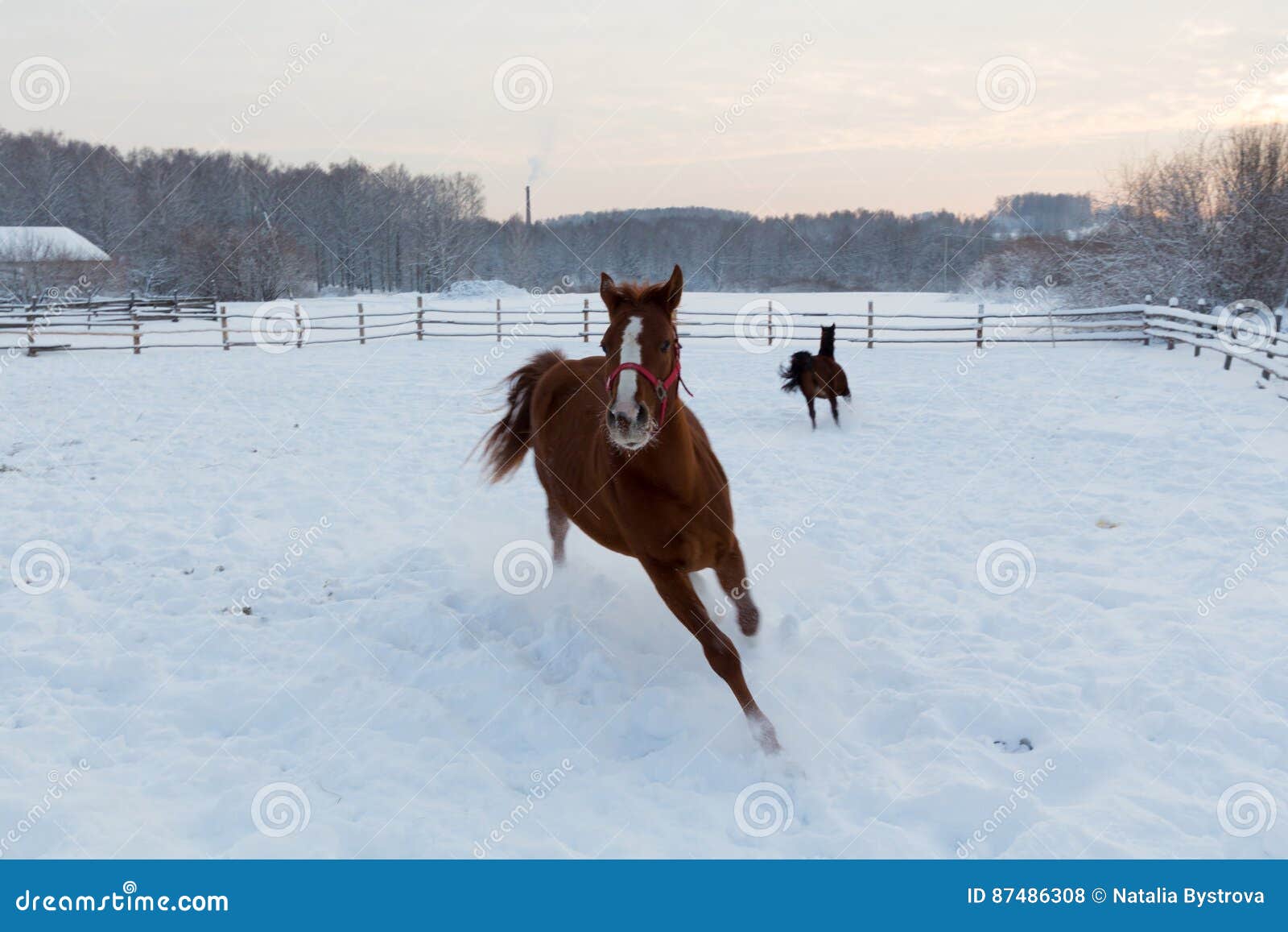 Horses at the Farm at Sunset Stock Photo Image of cold, dark 87486308