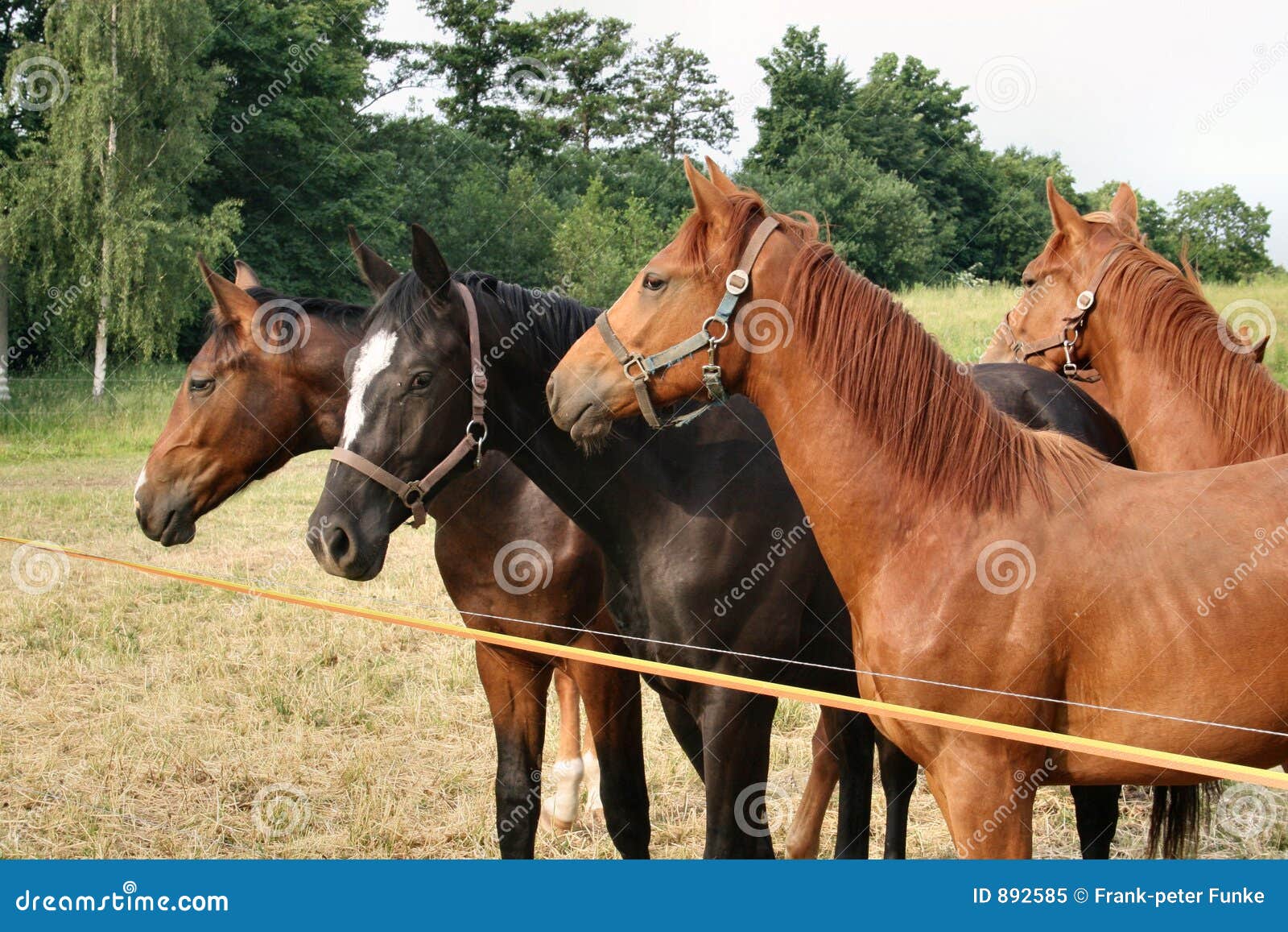 horses on feasts