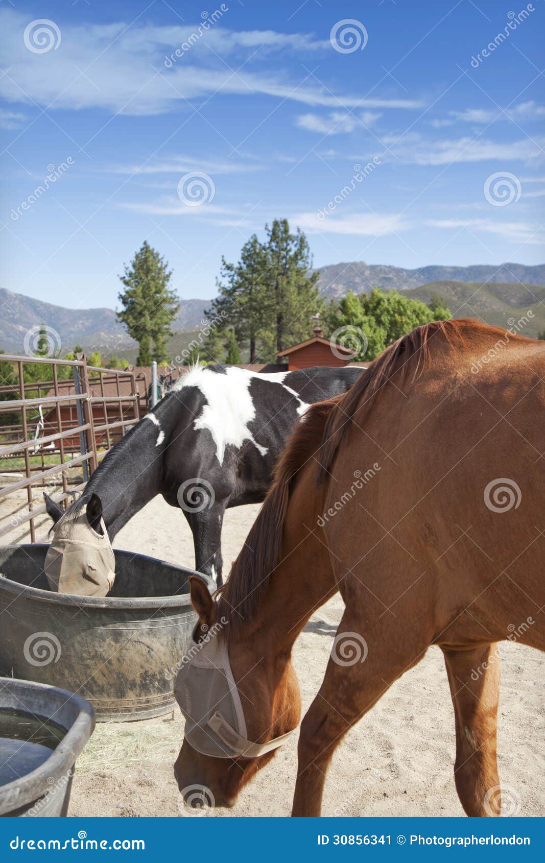 Horses Feeding from Buckets Stock Image Image of brown, stable 30856341