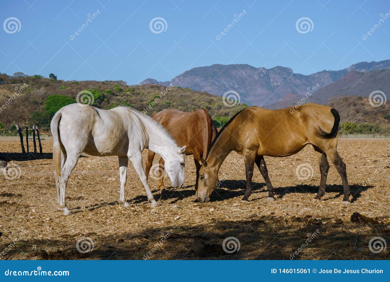 the horses are feeding in the field of mascota jalisco mexico.