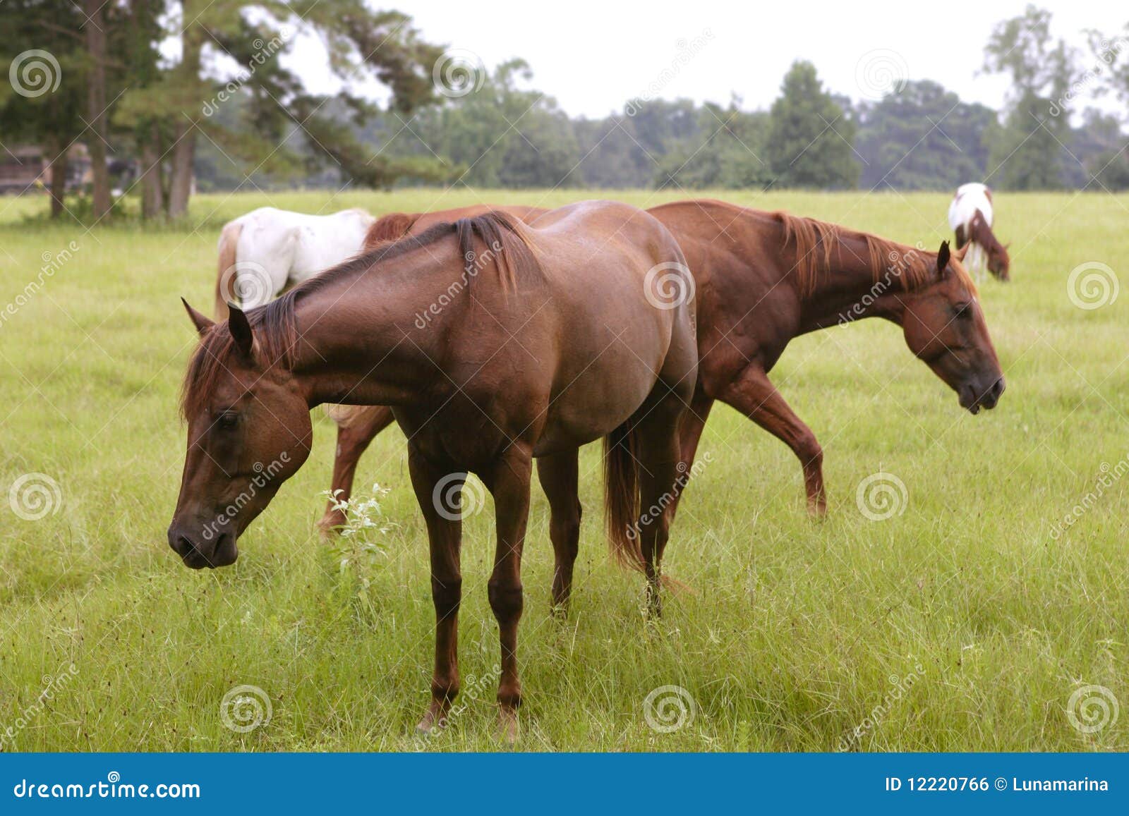 Horses Feeding Grass in a Texas Green Meadow Stock Photo Image of