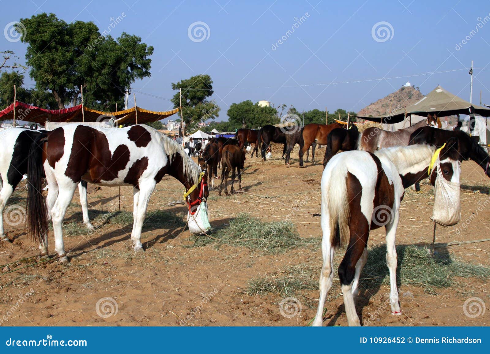 Horses,feeding, India stock photo. Image of desert, pony 10926452