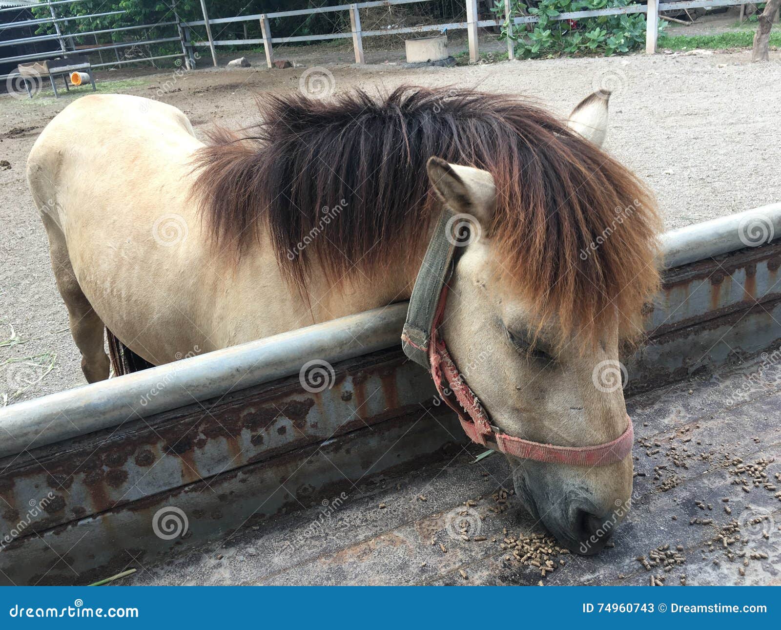 Horses Feeding at the Trough Stock Image Image of feeding, mammal