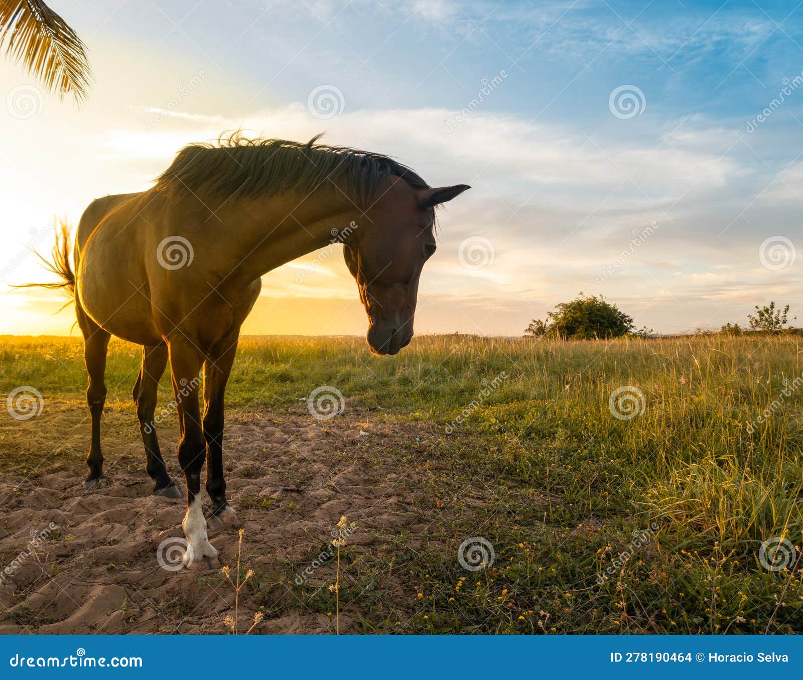 Horses in the Field Next To a Palm Tree during Sunset Stock Photo