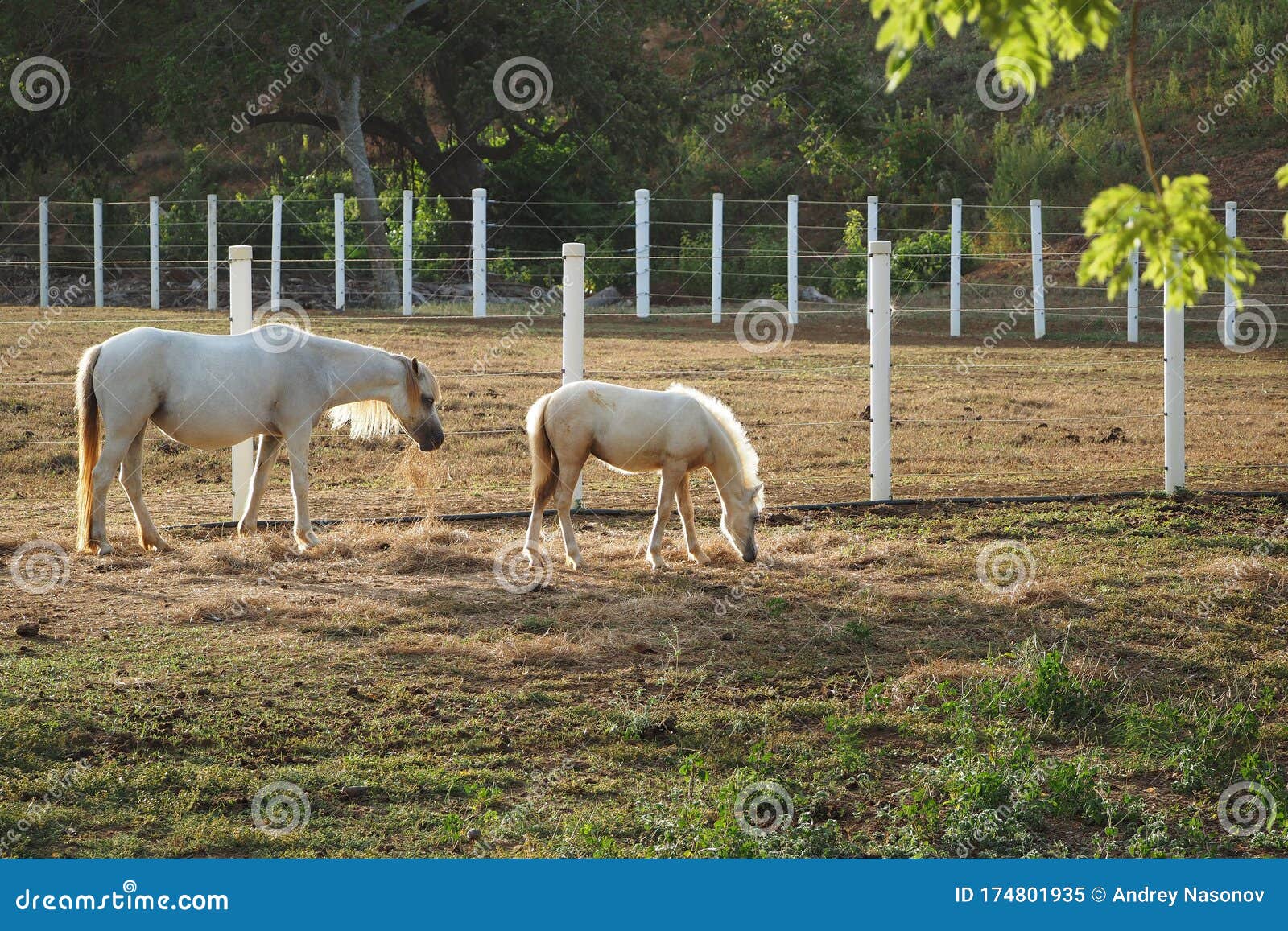 Horses and foal eat straw stock image. Image of farm 174801935