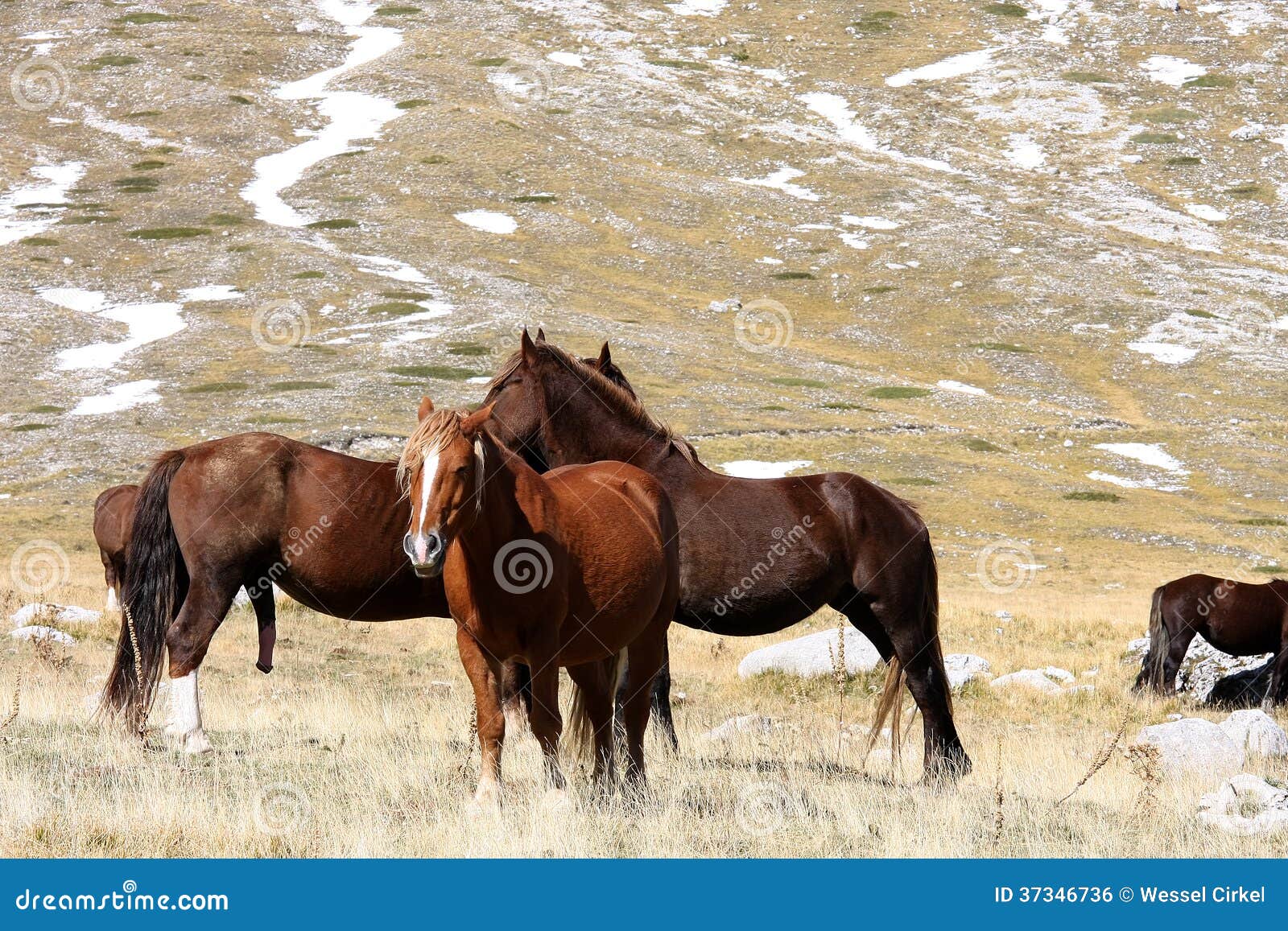 horses in free nature, abruzzo, italy