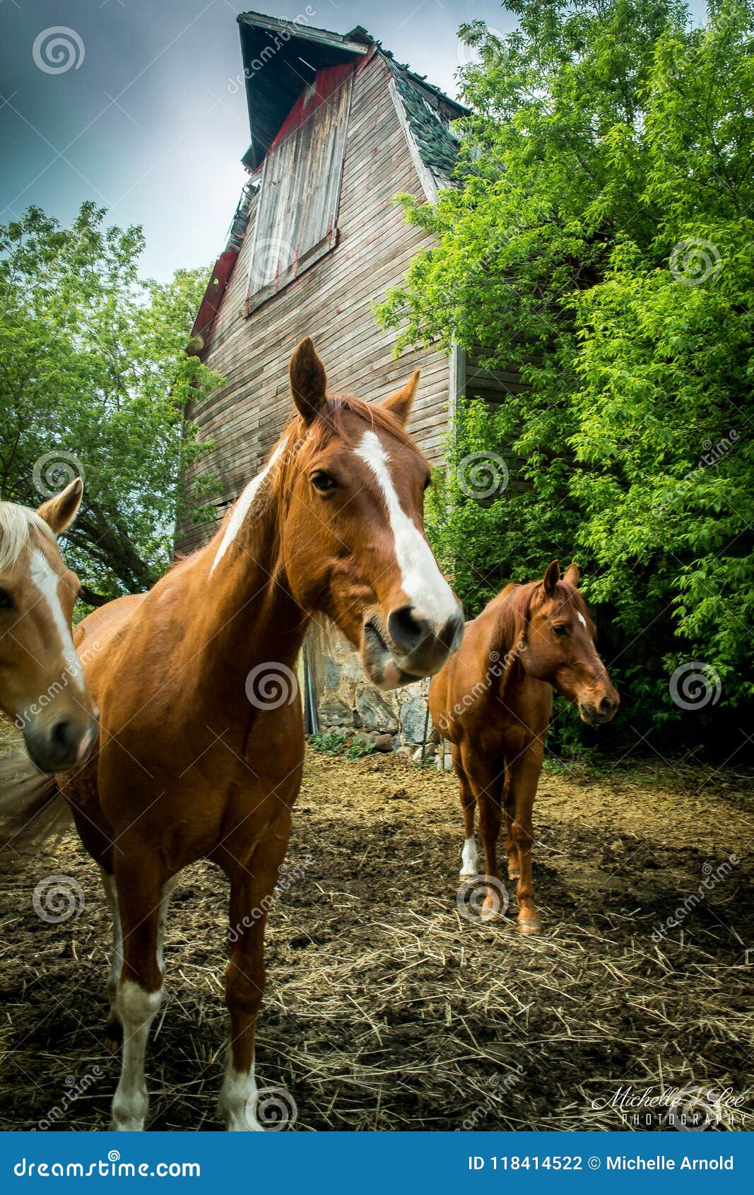 Quarter Horse Galloping Stock by naturalhorses on DeviantArt