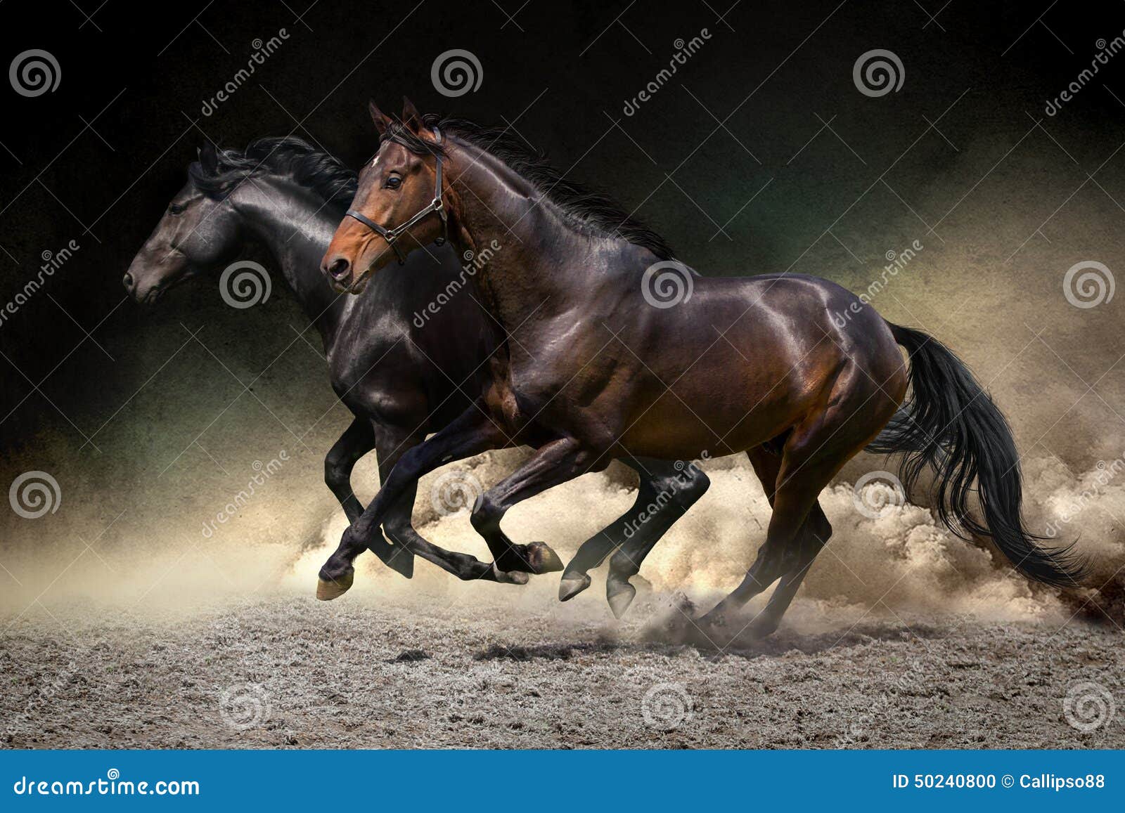 horses gallop in desert