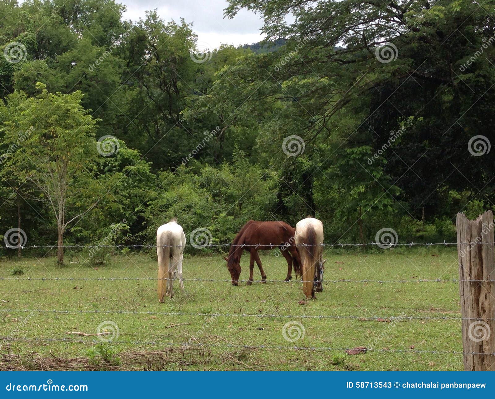 Horses stock image. Image of mountains, garden, morning 58713543