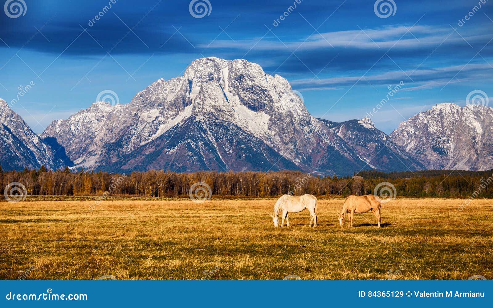 horses in the grand teton national park