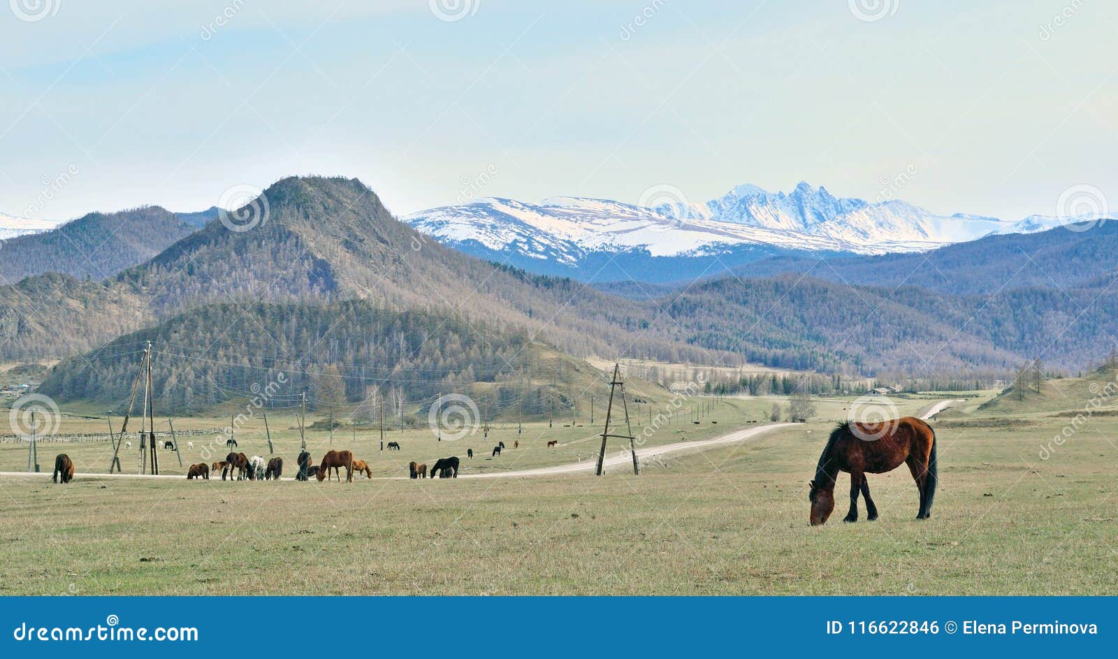 Landscape With Horses In Gorny Altai Russia Stock Photo Image Of