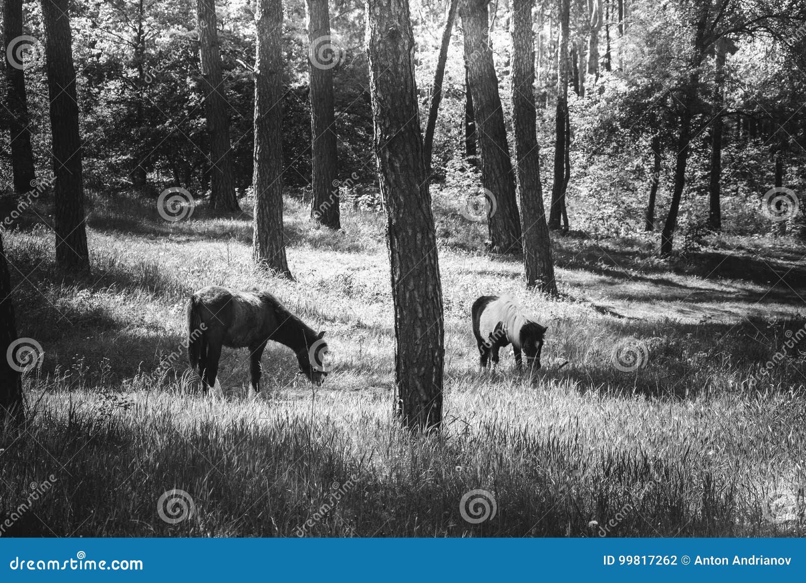 Horses Graze in a Pine Forest. Stock Photo Image of pine, pasture