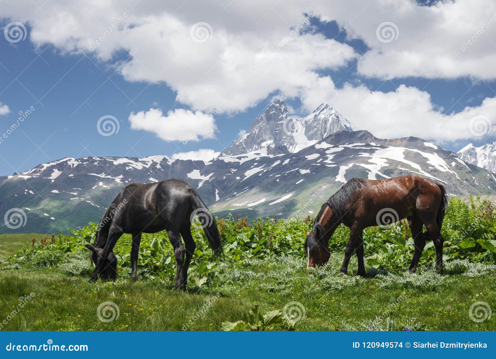 horses graze on green meadow in mountains against backdrop of mount ushba in svaneti, georgia. horses eat grass on mountain meadow