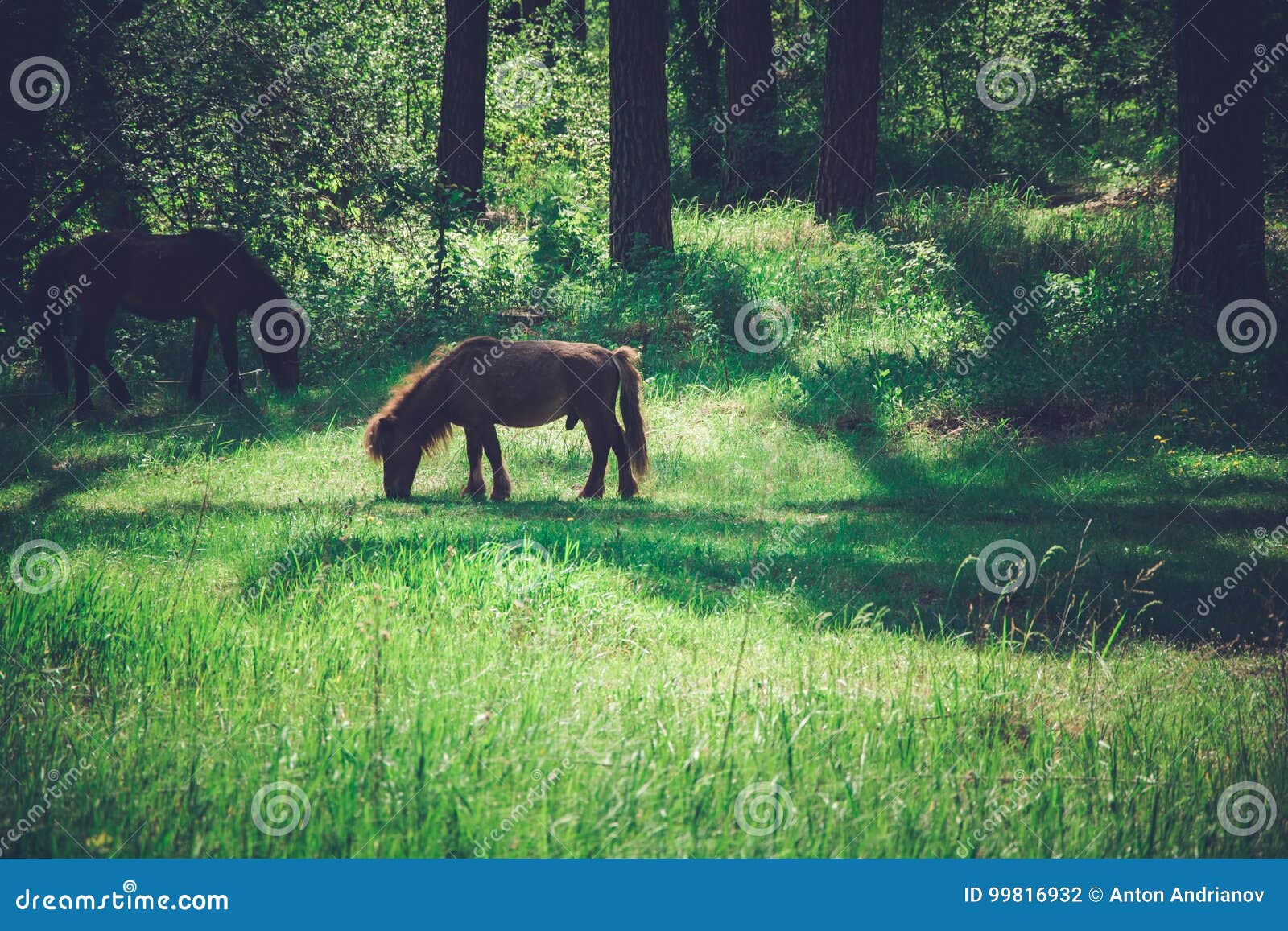 Horses Graze in a Pine Forest Stock Photo Image of horses, pretty