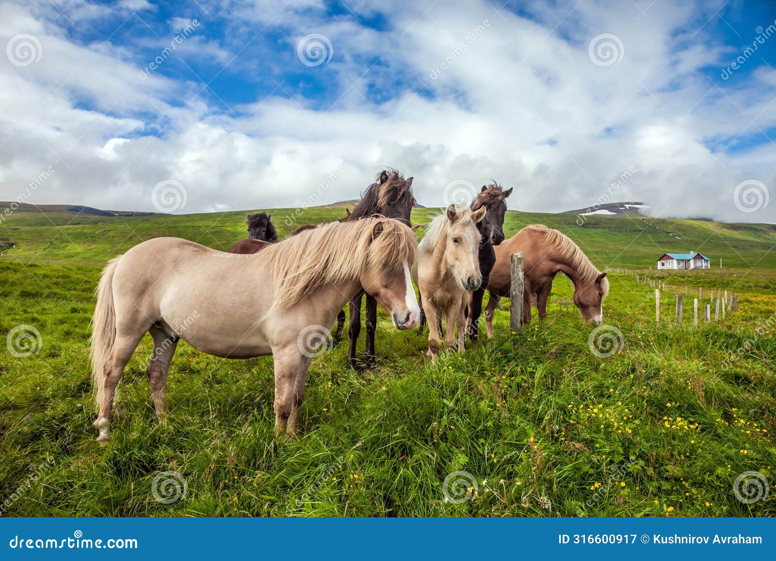 the horses grazes in the icelandic tundra