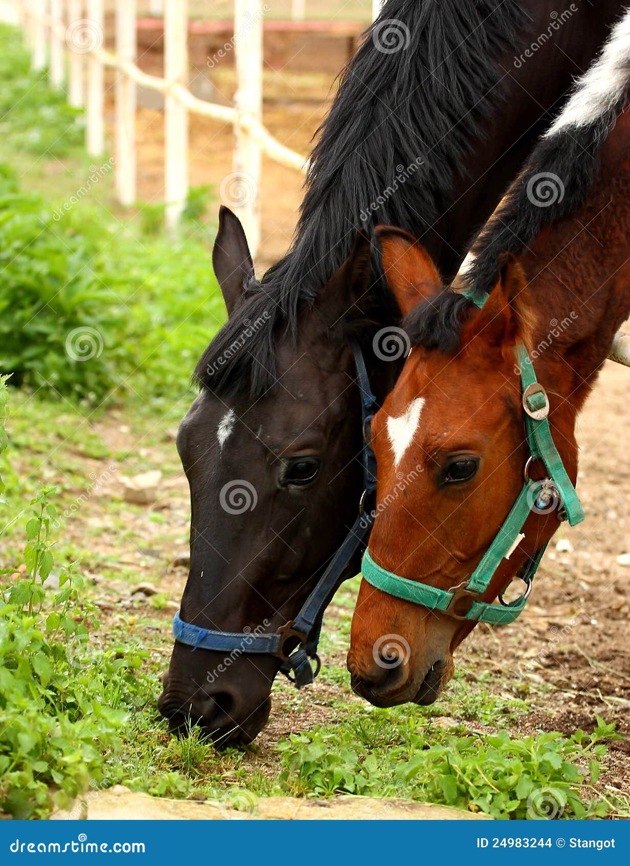 horses grazing