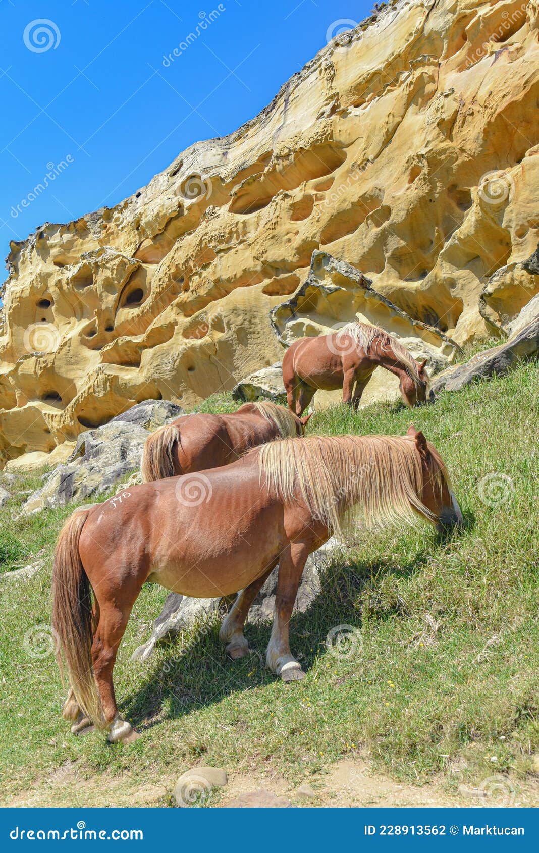 horses graze beneath colorful sandstone rock formations on the basque coast. mount jaizkibel, hondarribia, spain