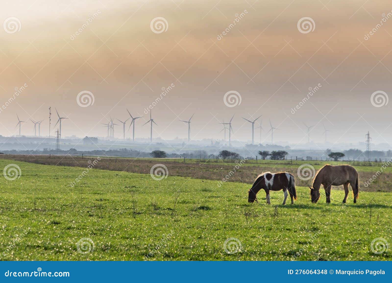 horses grazing in a field with a windmill farm for renewable energy in the background