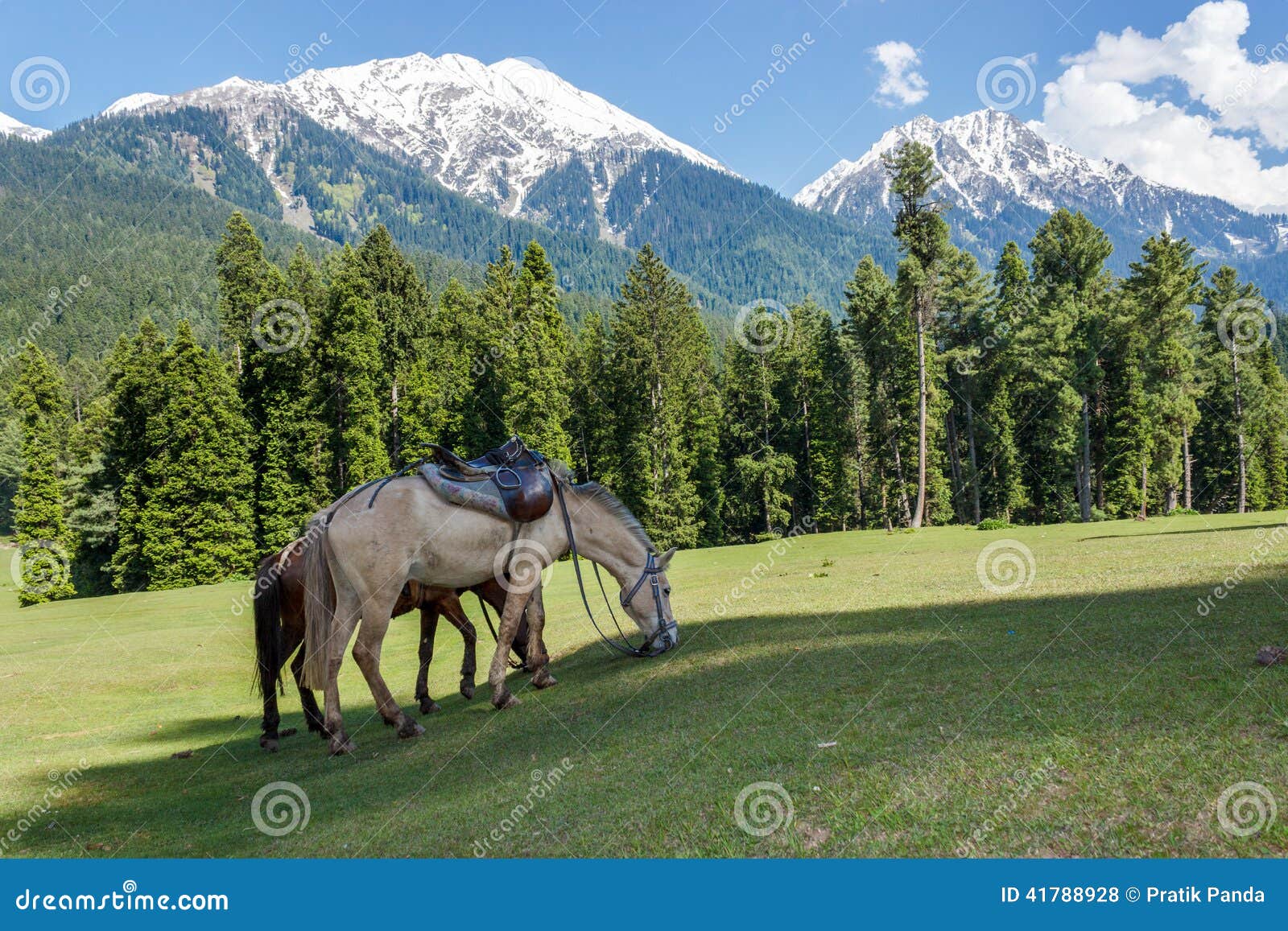 horses grazing, jammu and kashmir, mini switzerland