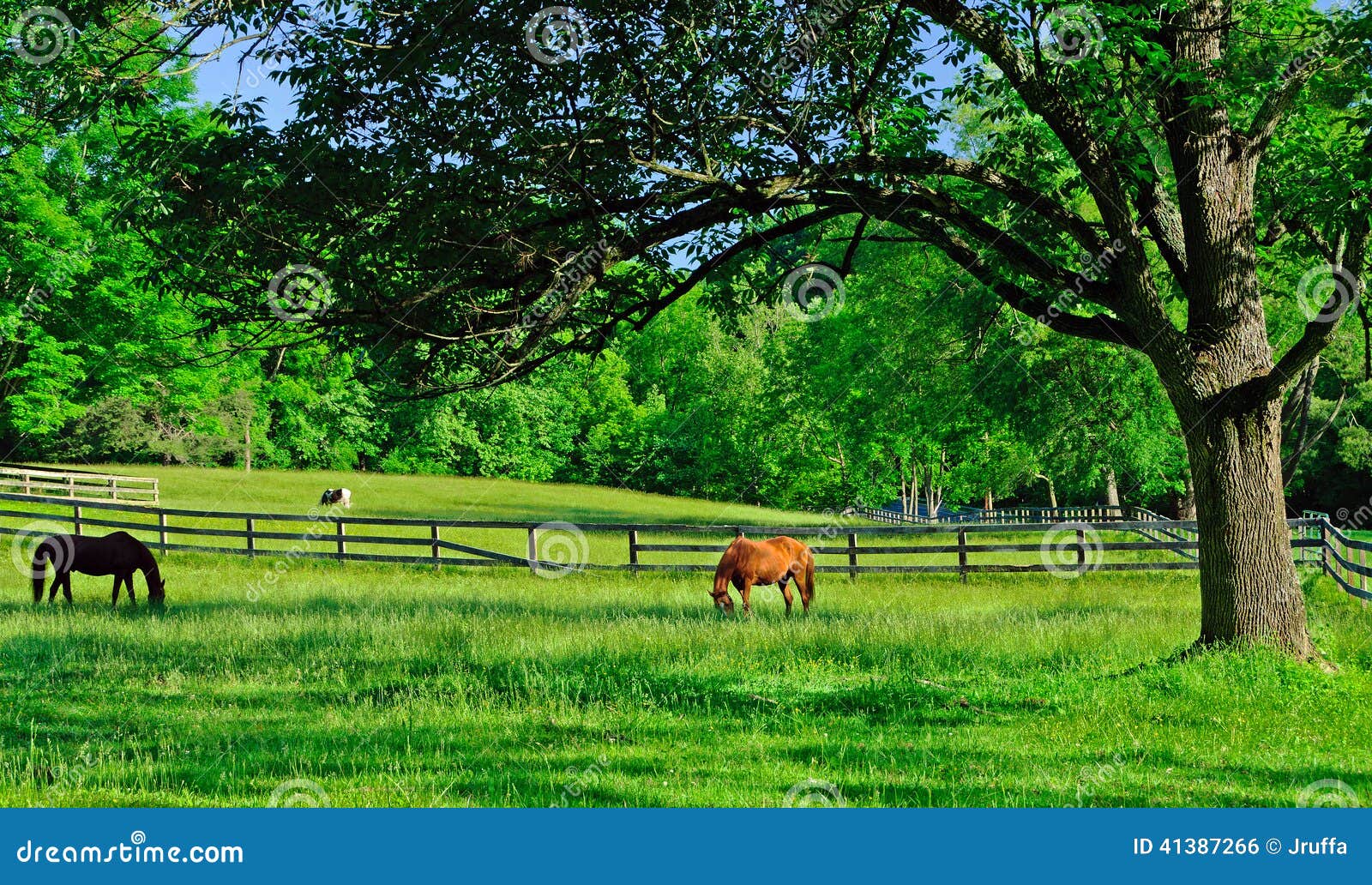 horses grazing in a rural farm pasture
