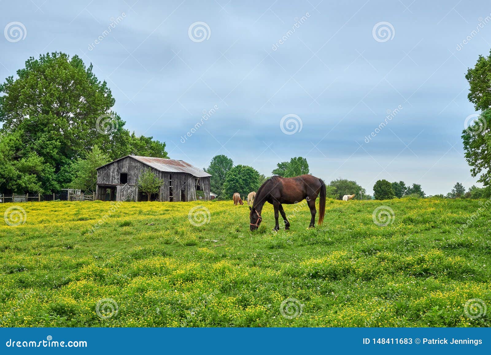 Horses Grazing on Spring Grass Stock Image Image of domestic, mare