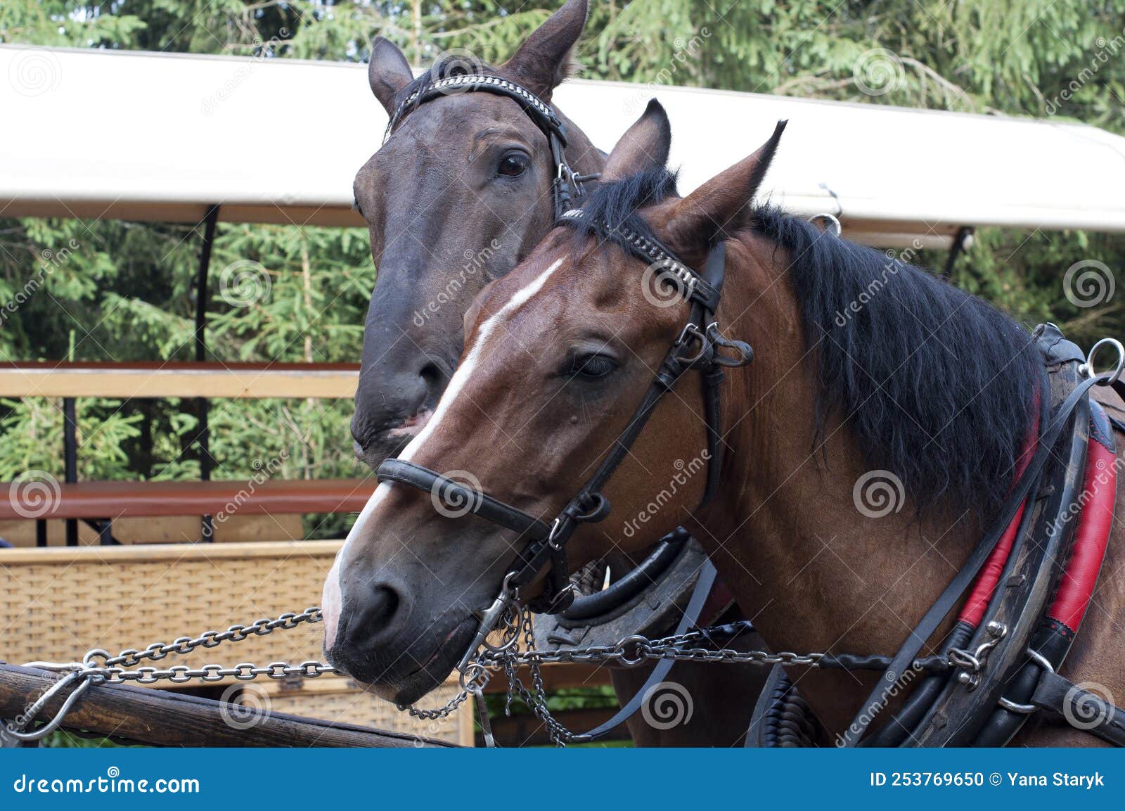 Horses in harness stock photo. Image of white, horses 253769650