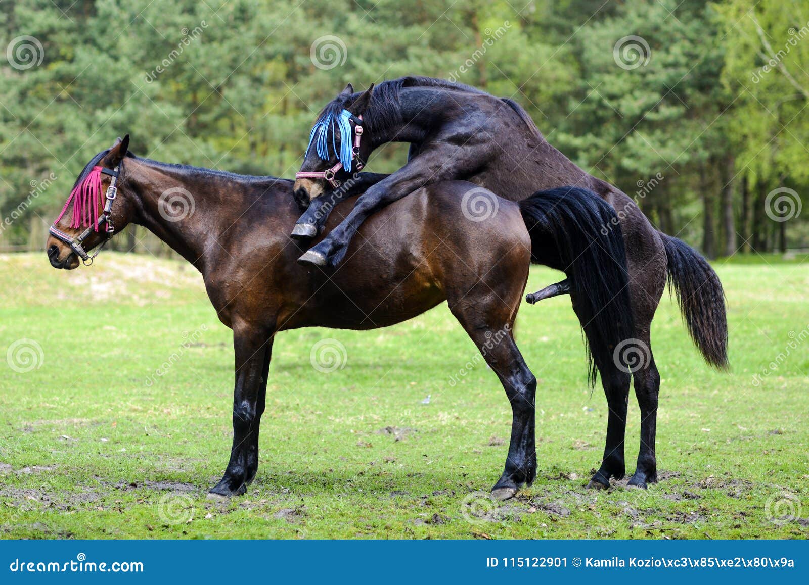 Horses Having Sex on the Meadow. Stock Image - Image of animal, nature:  115122901