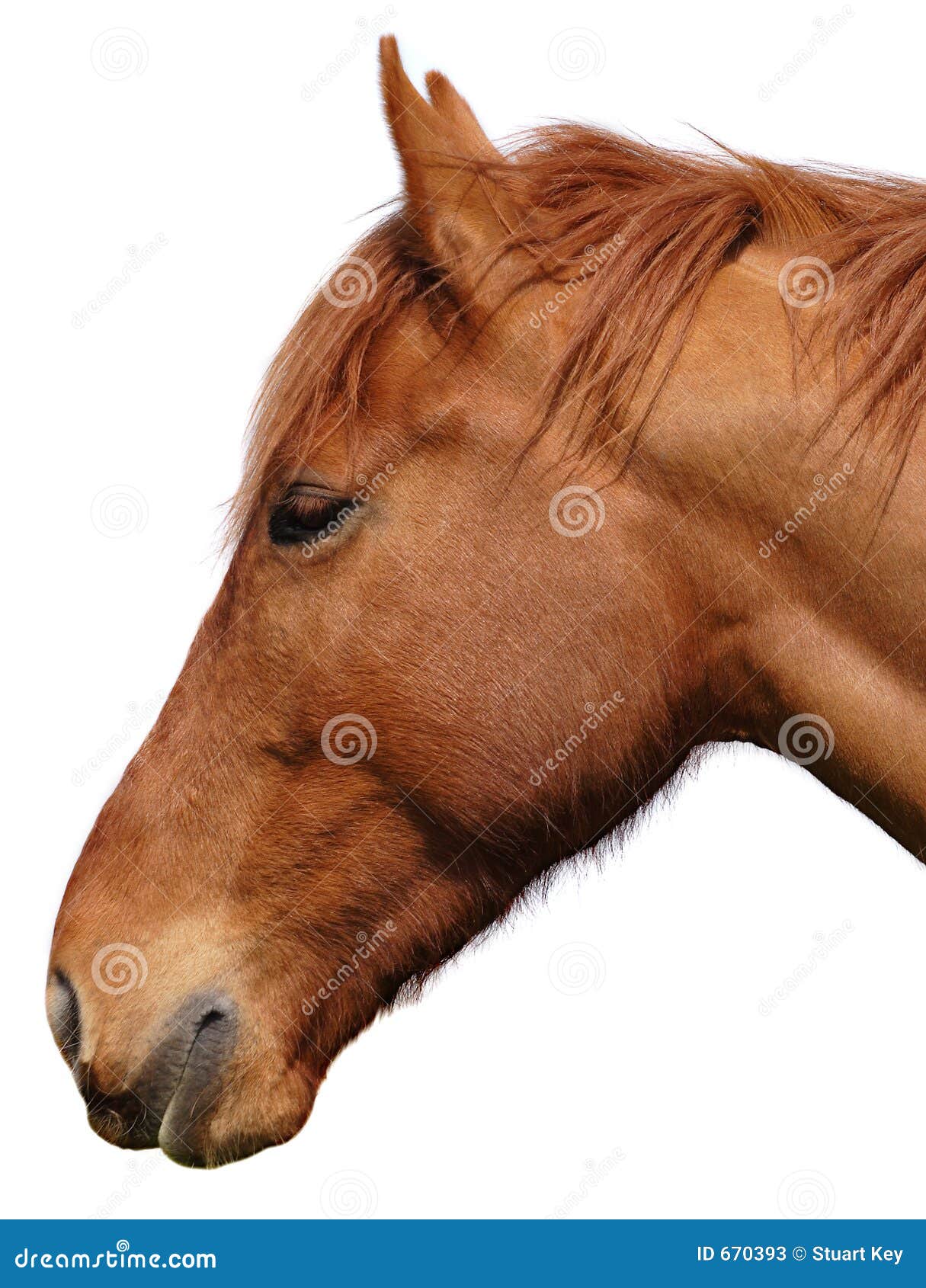Horses Head Cutout on White Stock Image Image of forelock, animals