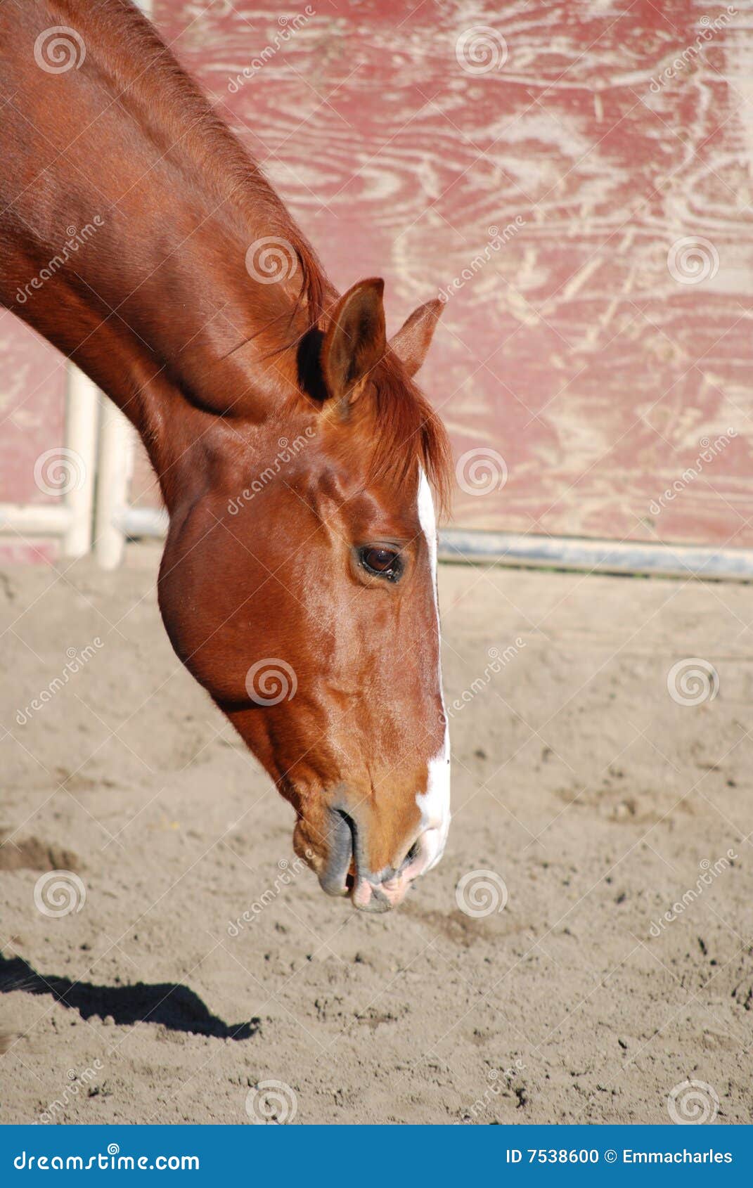 Quarter Horse Sniffing the Dirt Stock Photo Image of corral, healthy