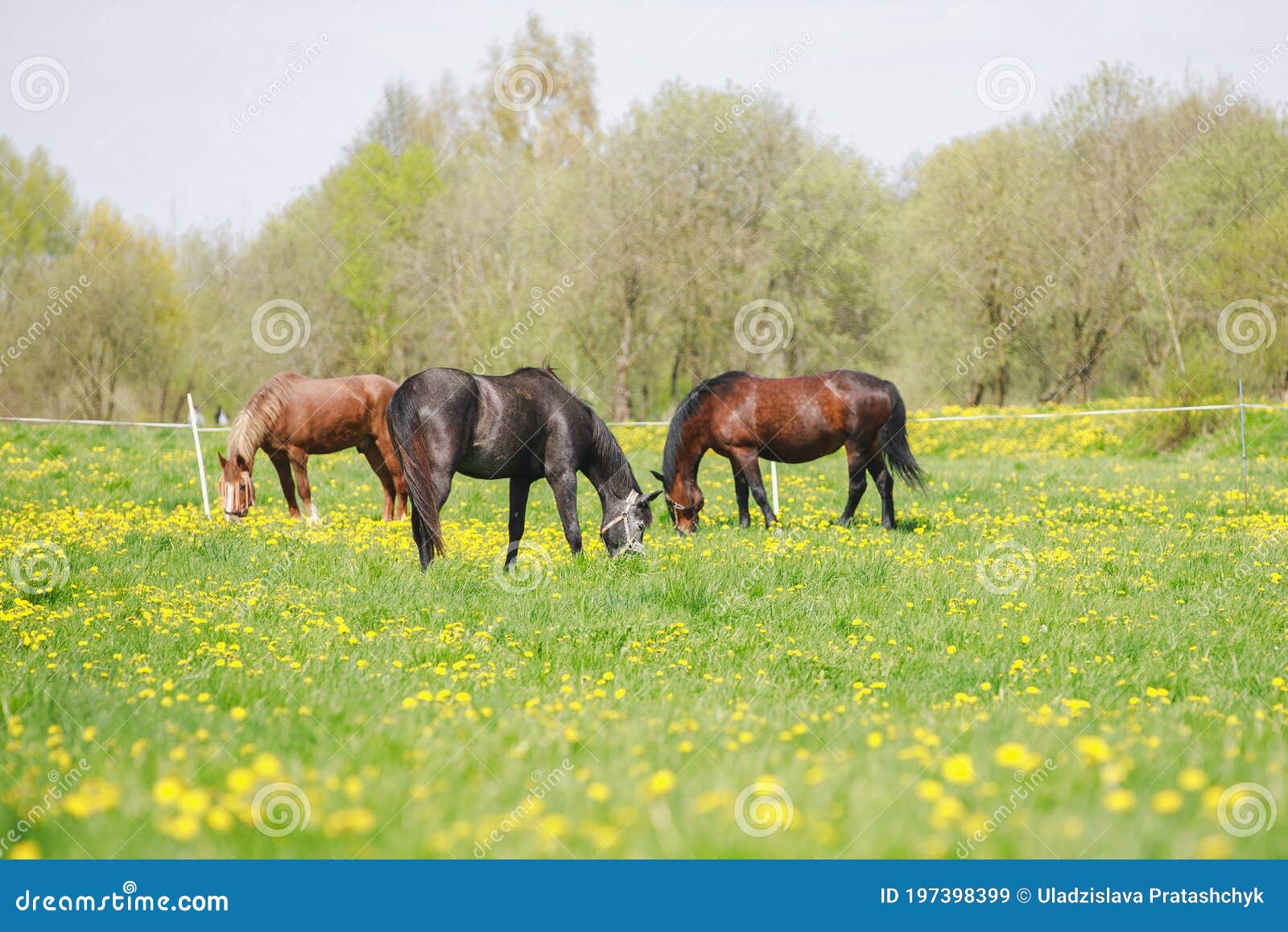 Horses in Herd on Pasture with Green Grass and Dandelions in Spring