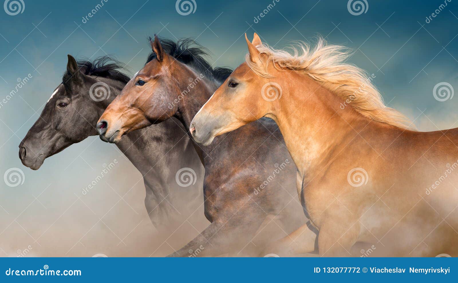 horses herd portrait in motion